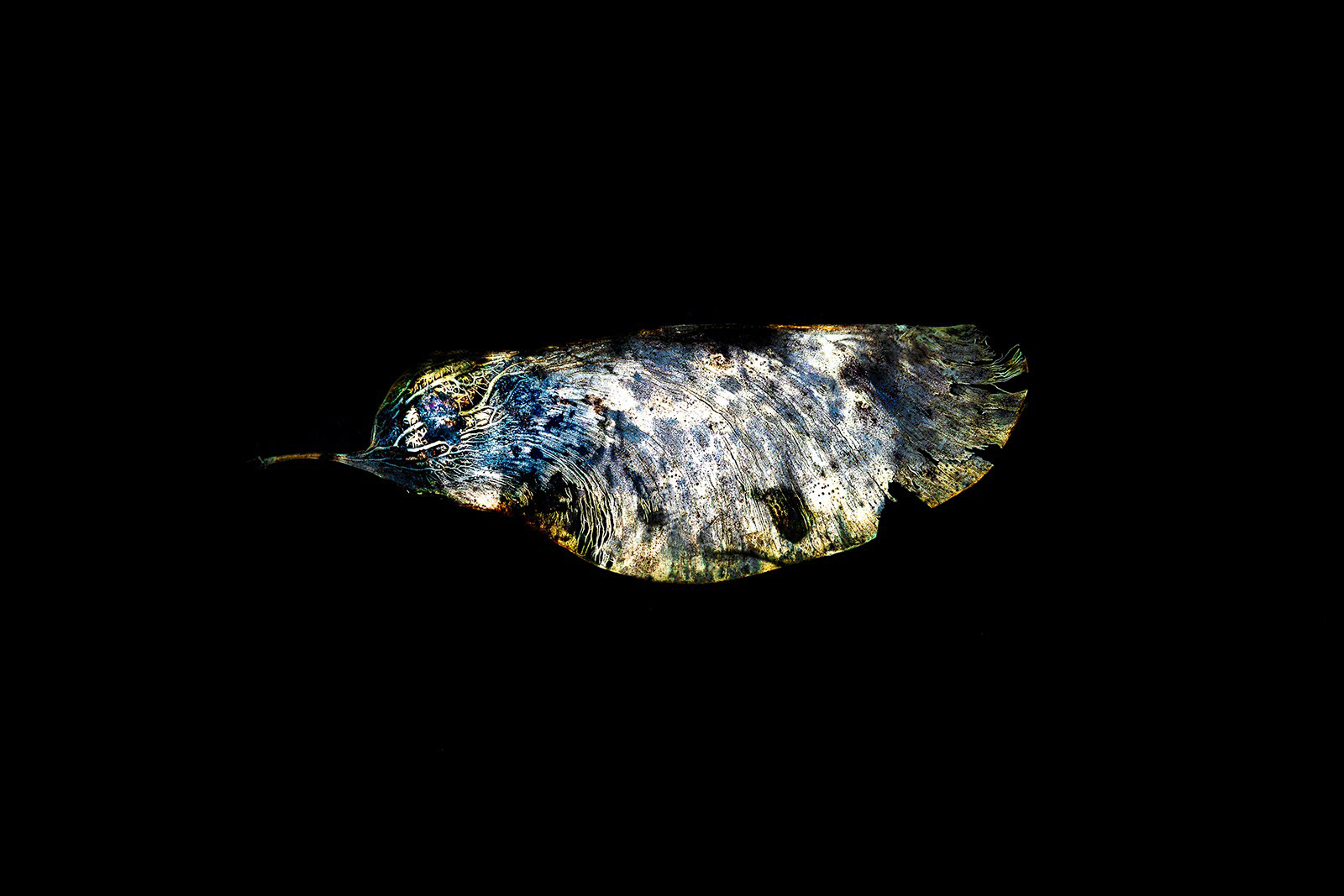 Corruption(s) - Old Colibri - Photographie Numérique en Studio - Tunisie - 2015
