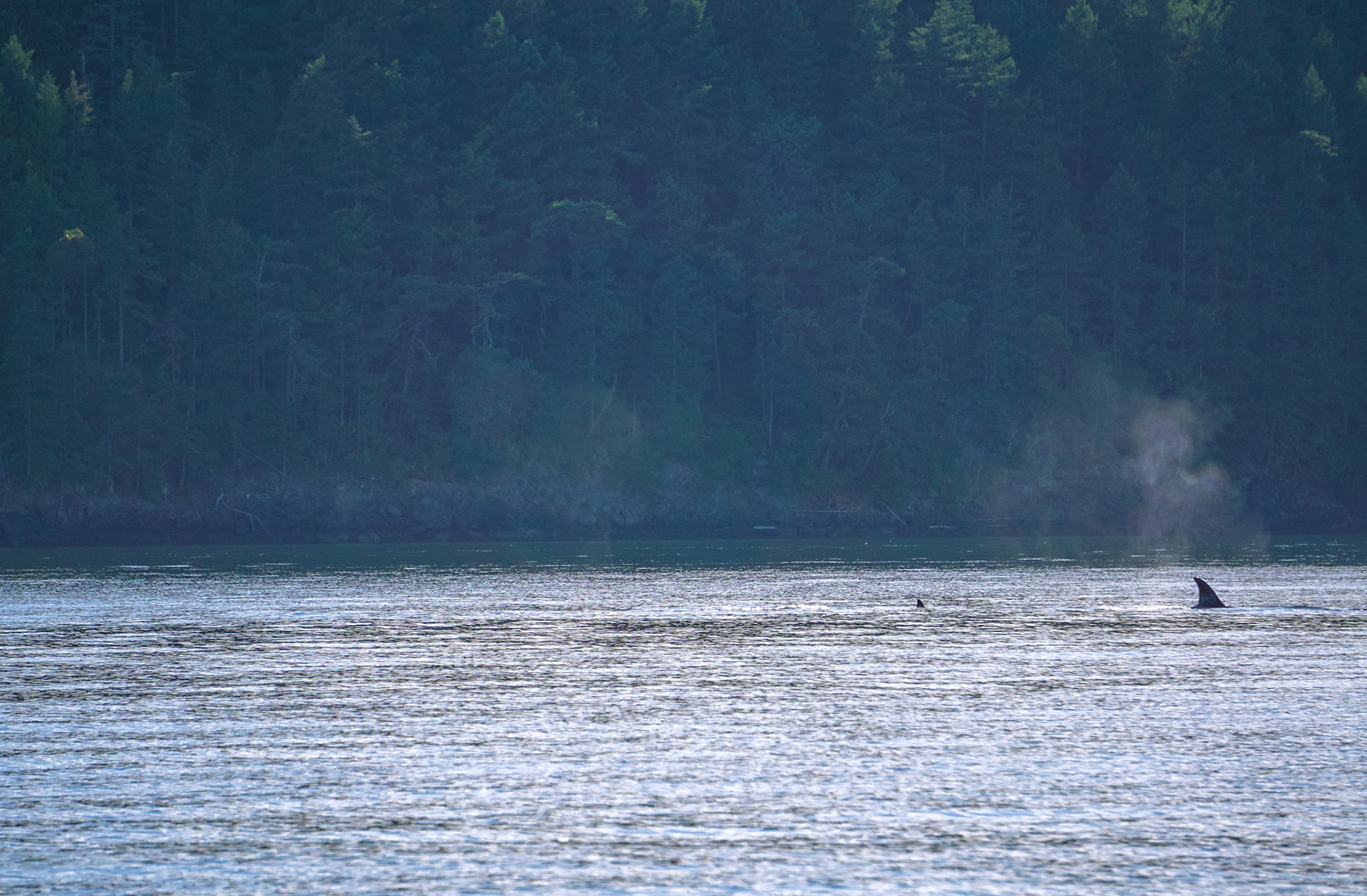 An orca's blowhole mist near San Juan island, 2018