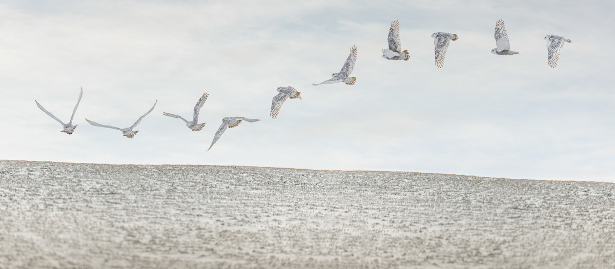 Snowy owl composition © Irwin Seidman