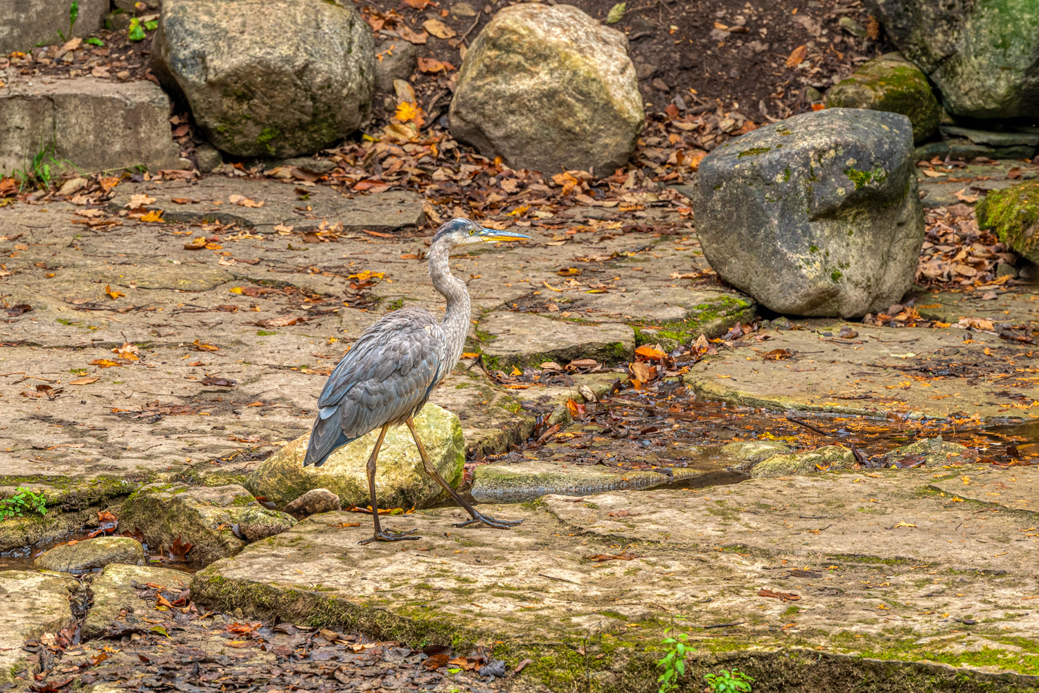 Great Blue Heron © Irwin Seidman