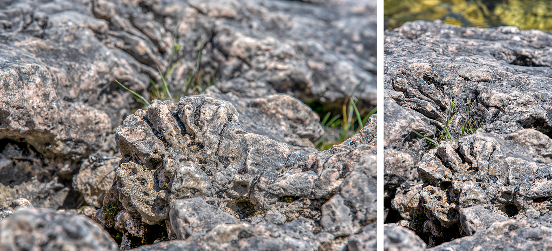Fossilized Dino Print © Irwin Seidman