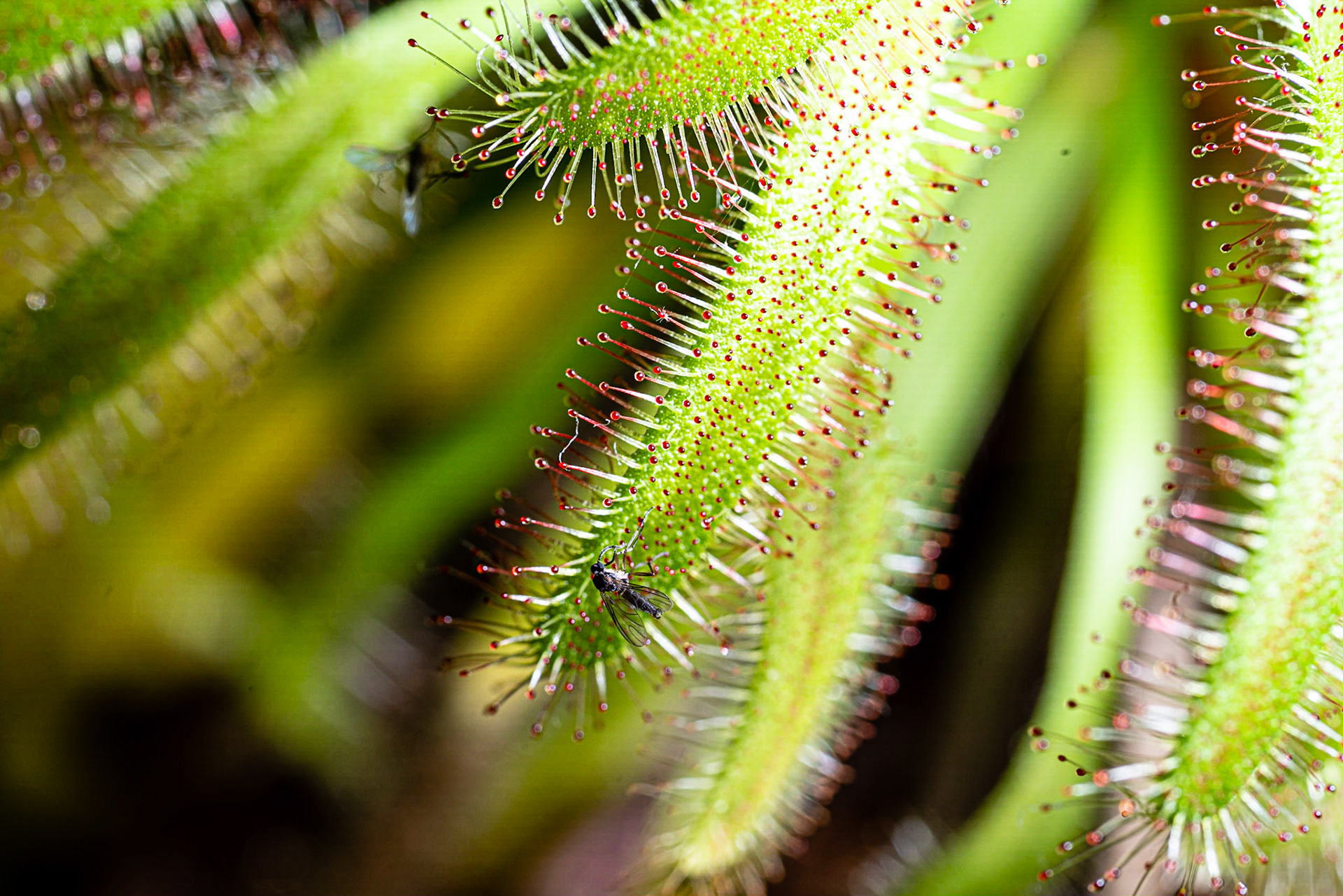 Drosera Capensis (Kap Sonnentau)