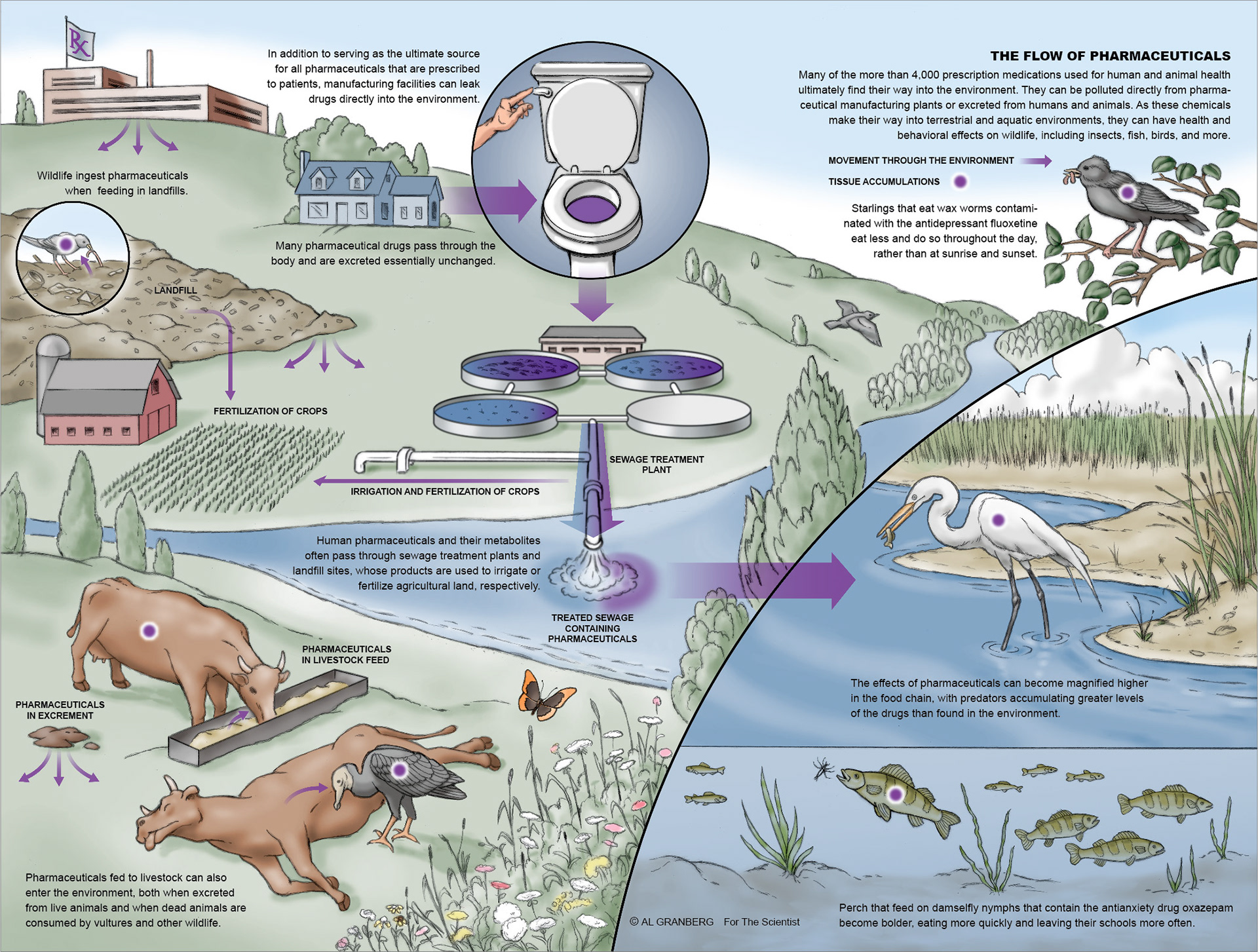 Illustration of how pharmaceuticals move through the environment and affect wildlife. For The Scientist.