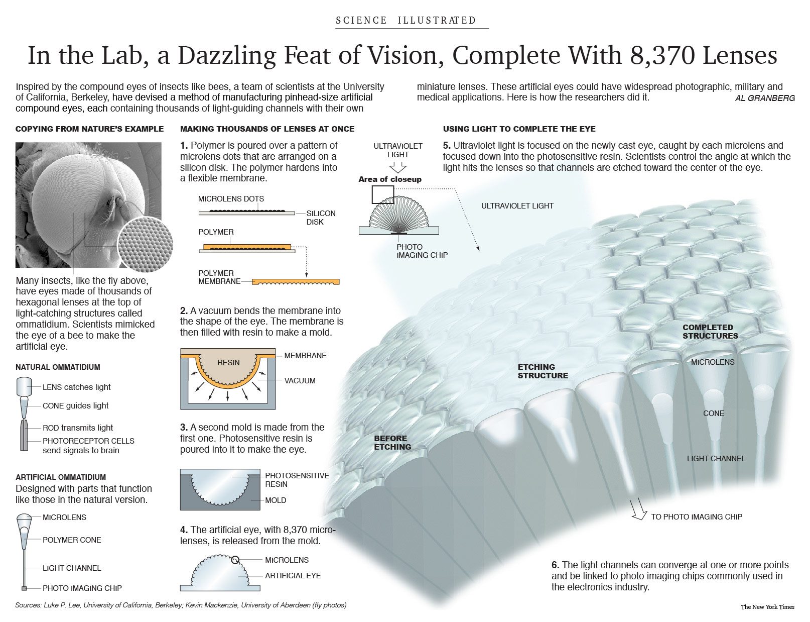 Diagram of how compound eyes, like those of insects, can be manufactured for possible scientific, military and medical applications. For The New York Times.
