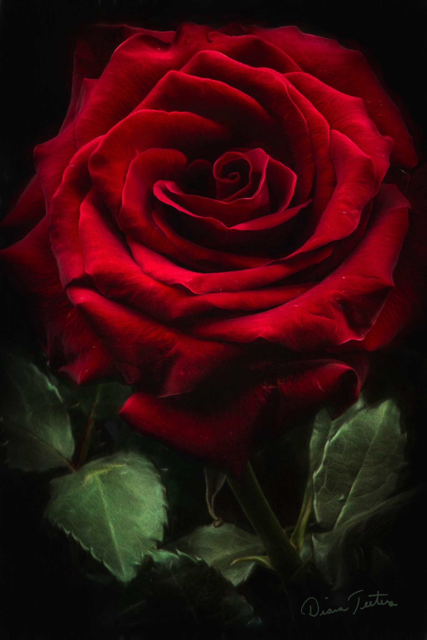 Close up of velvety red rose