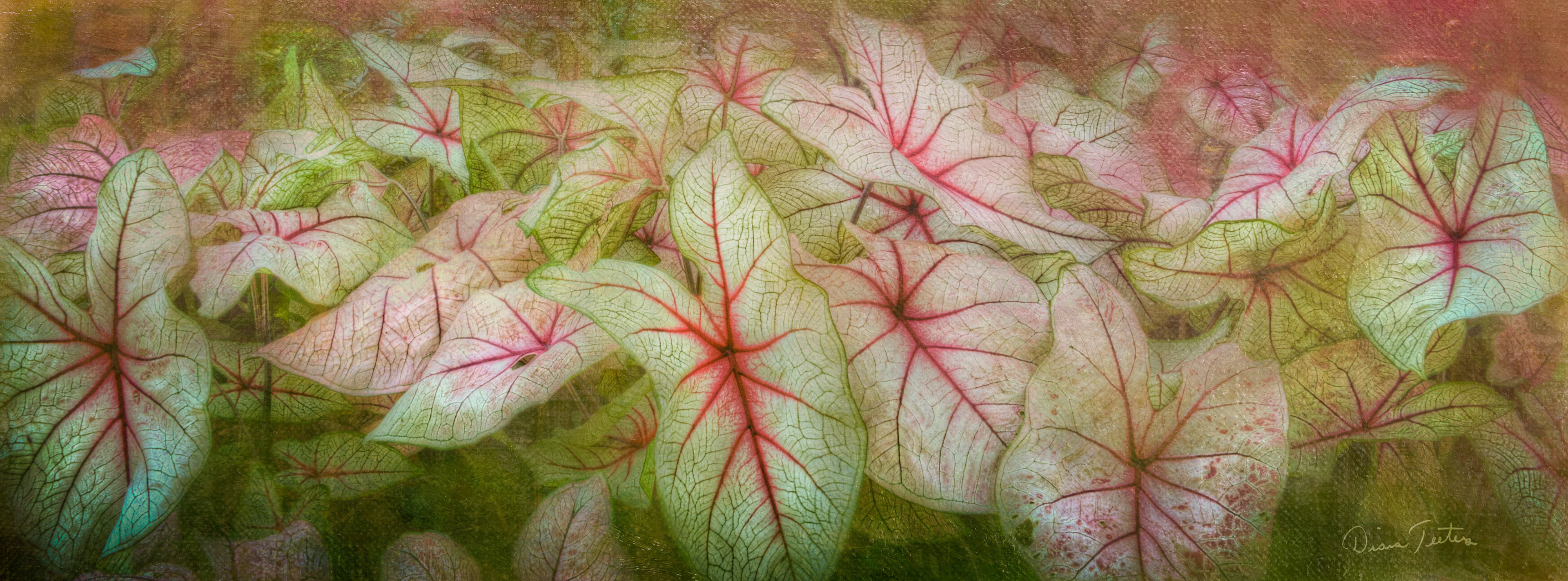 A happy patch of caladiums
