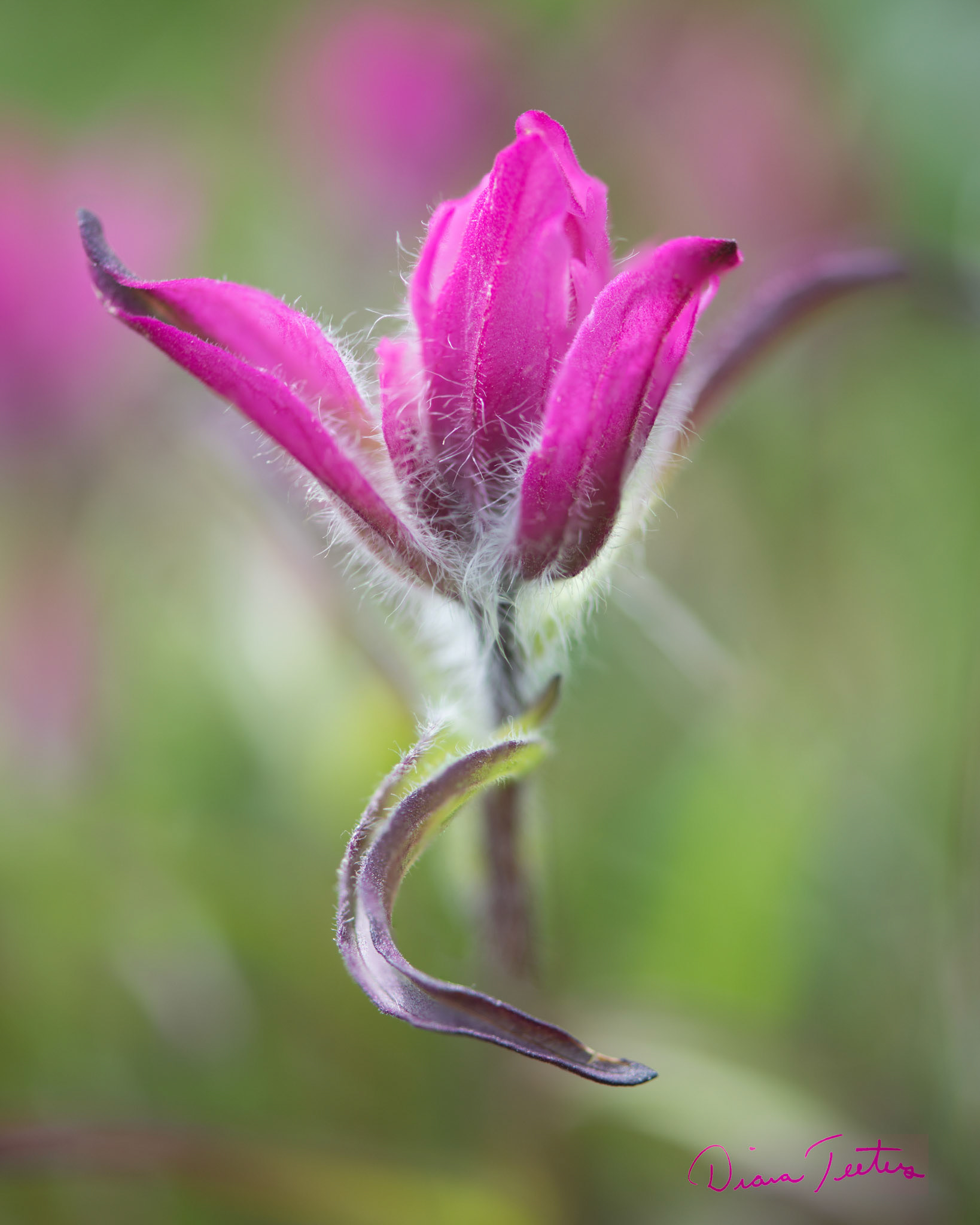 Macro shot of fuchsia indian paintbrush