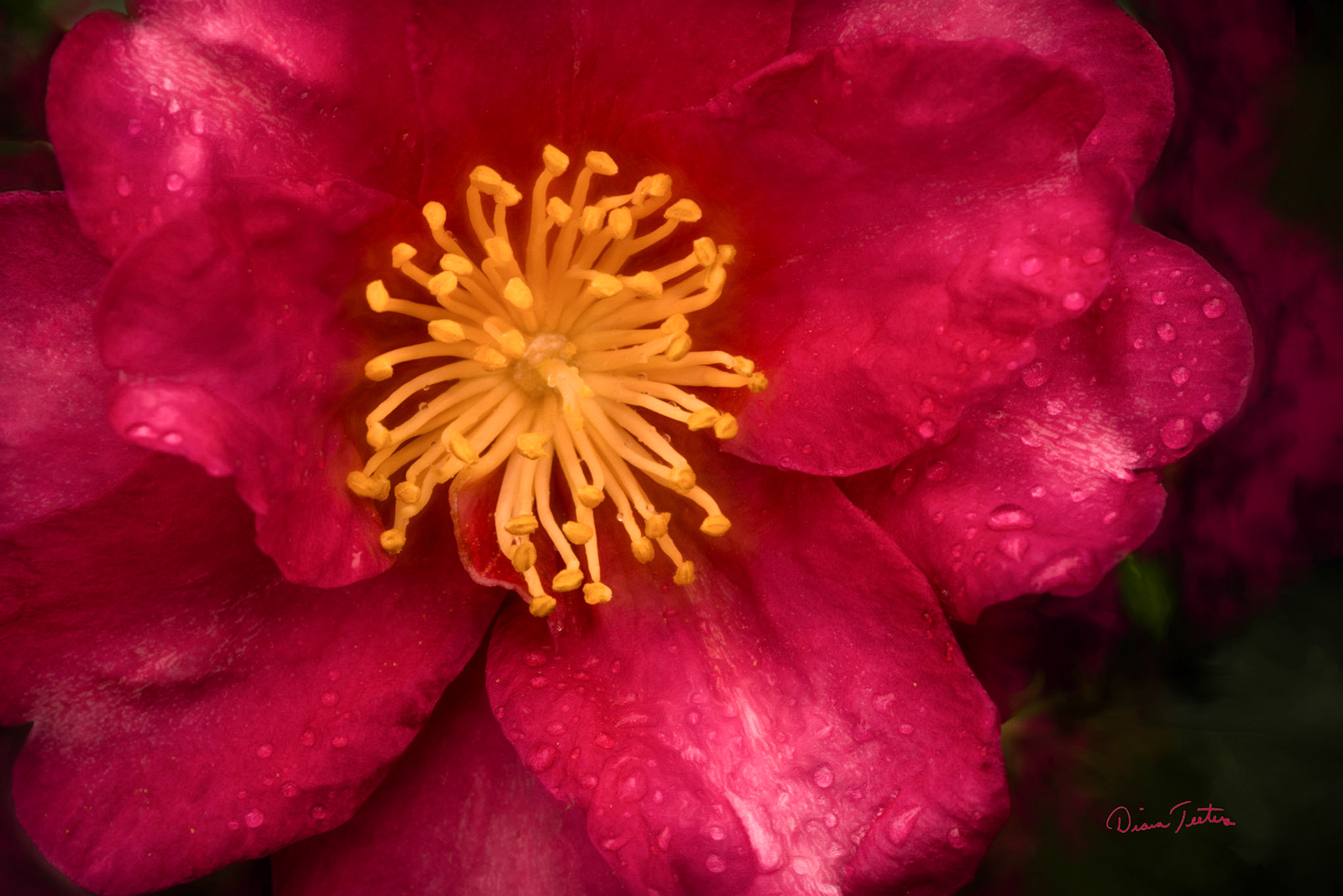Close up of red camellia with subtle paintly effect