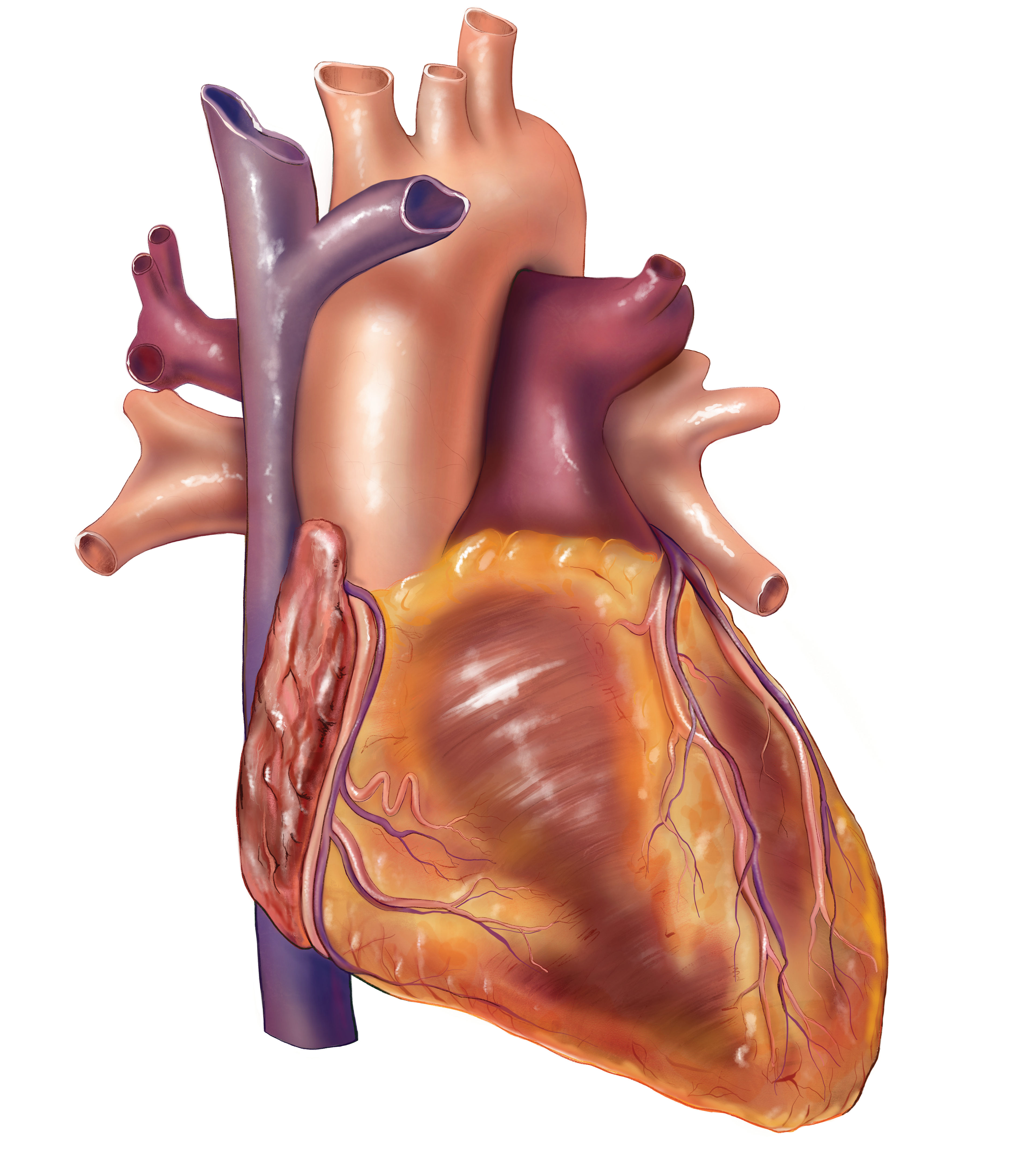 Anterior view of the heart