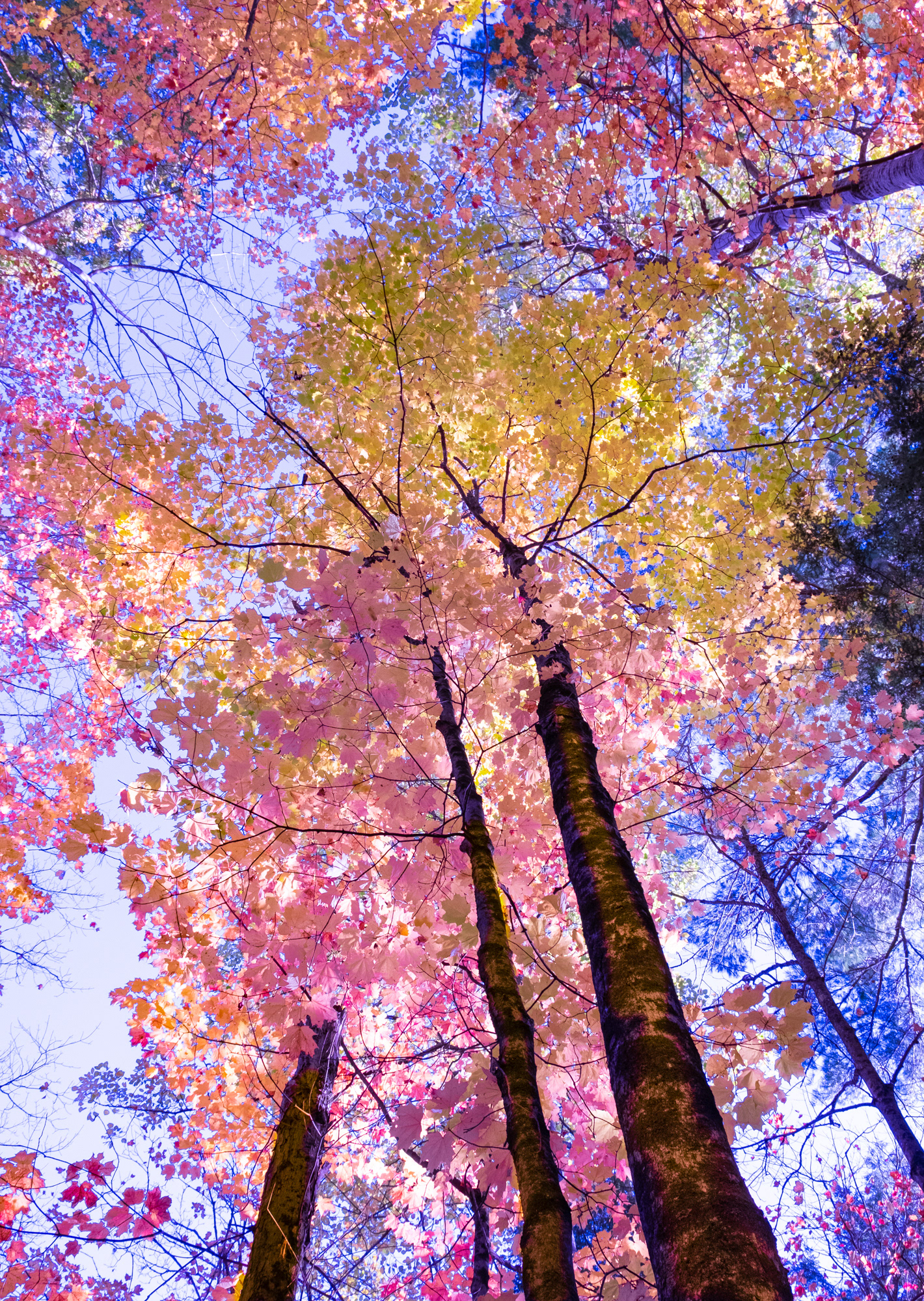Gold Forrest $740 (30"x 20")