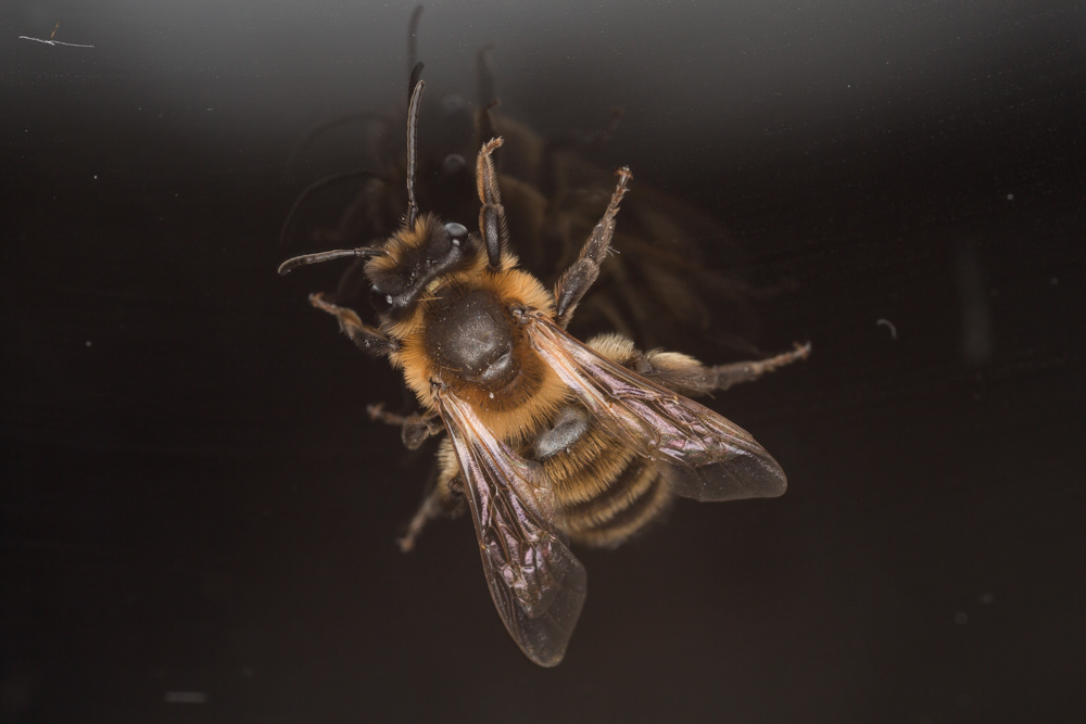 No.93 - I've had a few Mining Bees in the house, and most of them seem to be this one. I love the fractal effect on the double glazing! It's A.scotica, the Chocolate Mining Bee, one of the more common and widespread miners in our area, and also one of the larger ones. This female is around the size of a honeybee. I have small specimen pots all over the house now, I seem to be rescuing at least two or three a day :)