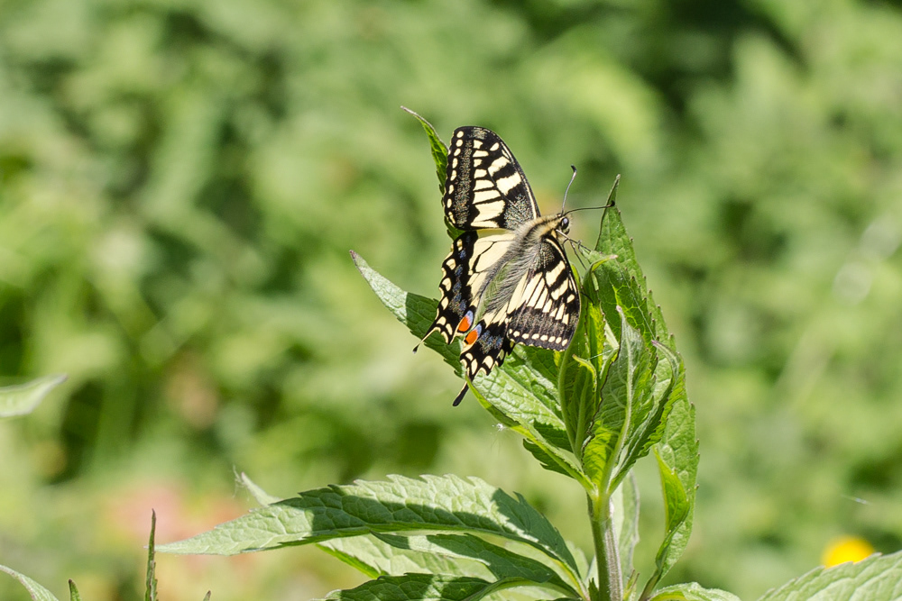 No.147 - My trip to Strumpshaw Fen the other day was primarily a quest to find the newly-emerging Swallowtail butterfly (Papilio machaon), although I did find some other amazing species there too. It took a while to find them, and I saw just two of them but believe me it was worth the journey and the wait! This spectacular butterfly is a rare and very localised species which is only found in certain parts of the Norfolk Broads, where they appear to be doing well in this protected and specialised habitat.