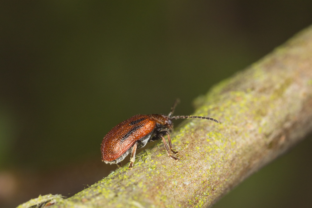 No.62 - The Hawthorn leaf beetle (Lochmaea crataegi). True to character, I found this, and a few others enjoying the newly emerging hawthorn shoots. They are part of the large family chrysomelidae - the leaf beetles - which are all starting to chew their way through Spring growth. There are some really beautiful members of this family that I hope to find this year.