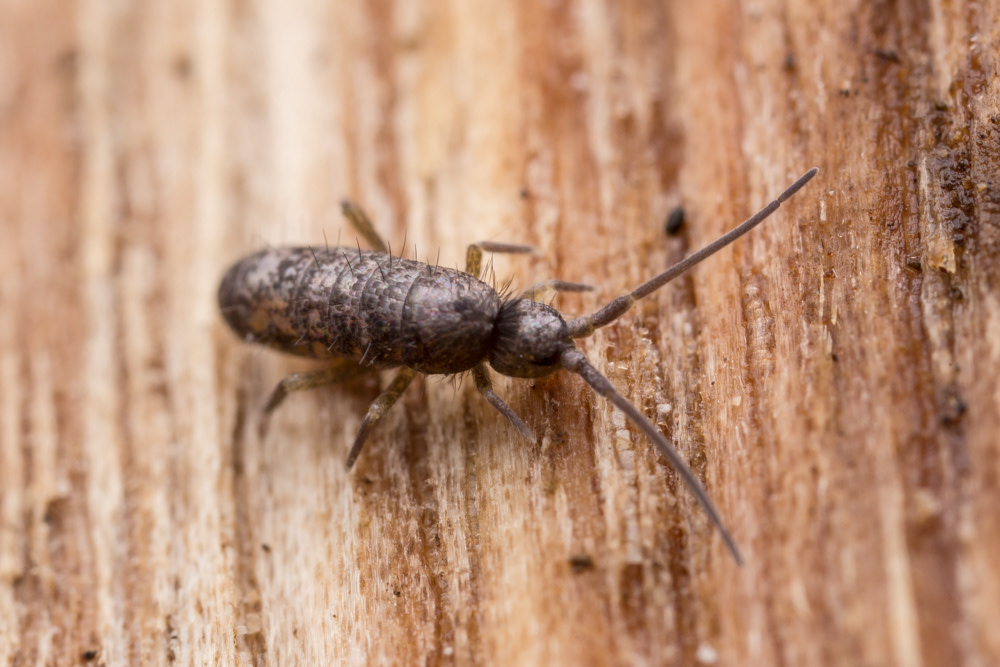 No.7 - I found a quantity of this Springtail in the rotting log pile habitat; tiny (less than 5mm) yet a giant amongst its kind.
