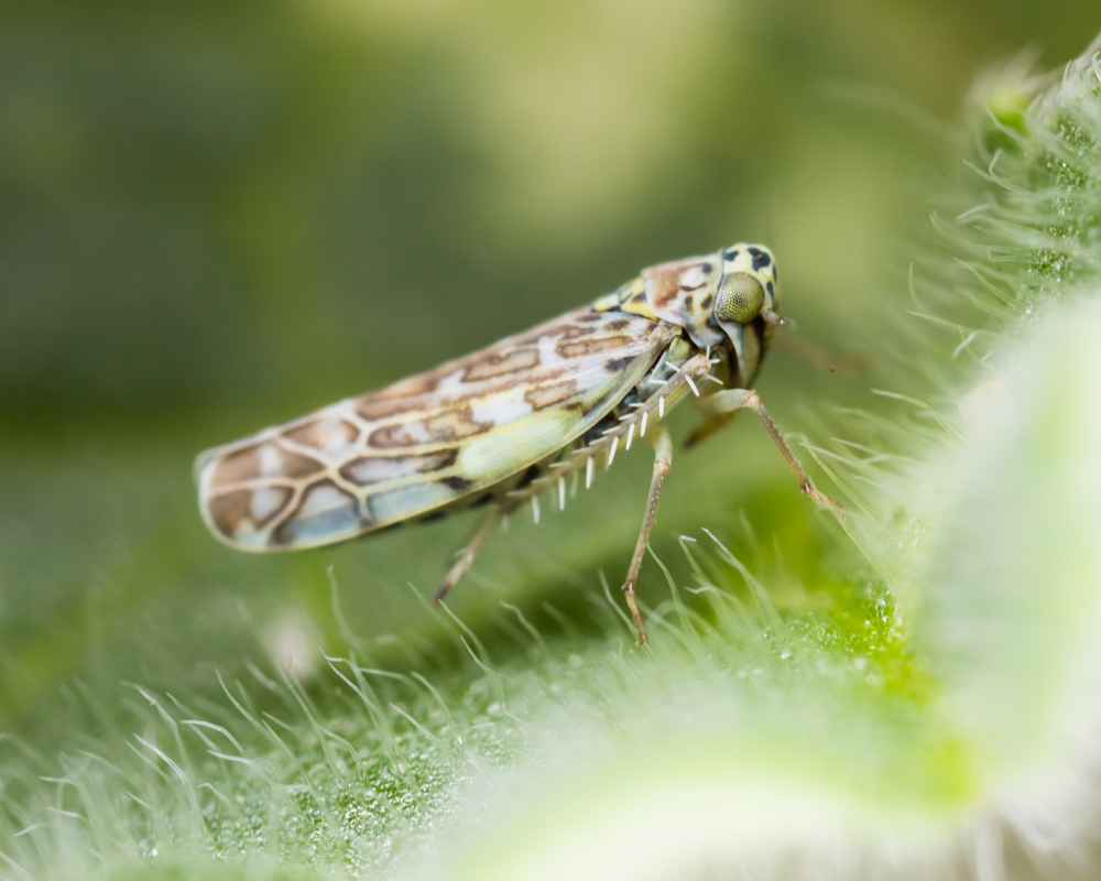 No.45 - The leafhoppers are out and about again! This one - Eupteryx decemnotata - is a particularly pretty one, dressed up as a leopard :)