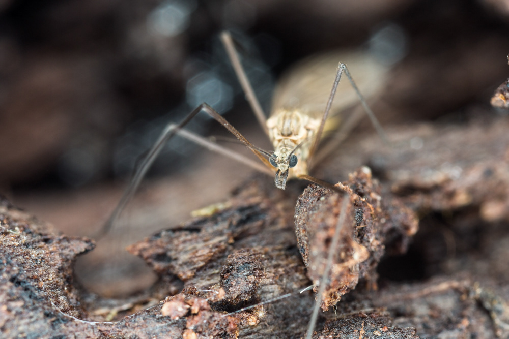 No.25 - An early cranefly getting flight-ready this morning.