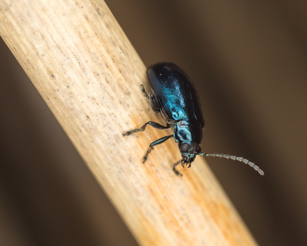No.75 - I'm a sucker for bright blue and green beetles, so this one made me very happy. It's Altica sp. (thanks to @dr_rossco_p for confirming) and possibly A. lythri, from looking at the key, and the fact that A. lythri is a common species. It was rooting around in the edge of the reedbed at #RSPBMinsmere last week, probably looking for willowherb to feast upon...