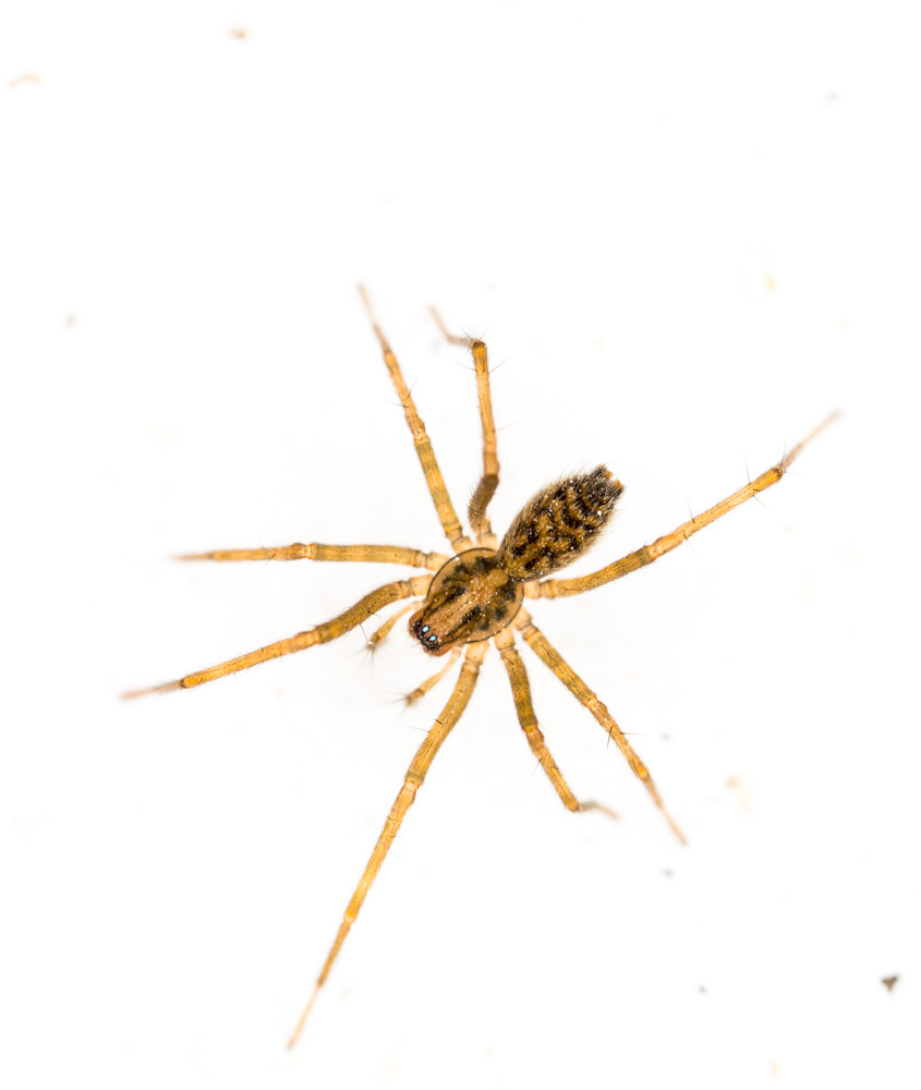 No.46 - Is this the spider equivalent of red-eye? Tegenaria sp., this one was small, less than 1cm from pedipalp to spinneret. I fully expect it to sprint out from under our sofa in the autumn, three times bigger, and scare the life out of us 😂!