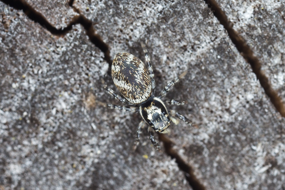 No.63 - Whilst trying to locate a nightingale the other day, I found this gorgeous female Salticus sp. (most probably the common S.scenicus), or Common zebra spider. We often see jumping spiders from the front in photos, because they have those massive two front facing eyes, and in many species the males have spectacular facial and leg colouration to attract a mate. I like the bird's eye view here, showing the the distinctive pattern which gives the spider its name. And just look at that camouflage!