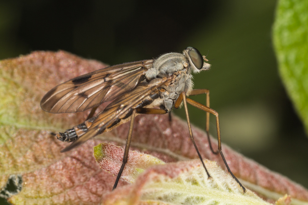No.154 - There are loads of these predatory Snipeflies out at the moment - this one and many others fooling me into thinking they were Robberflies.. This is most likely the Downward-looking Snipefly (Rhagio scolopaceus), a common and widespread species. They are an essential link in the food chain, as they eat smaller flying insects, and themselves provide a decent sized protein hit for spiders and birds.