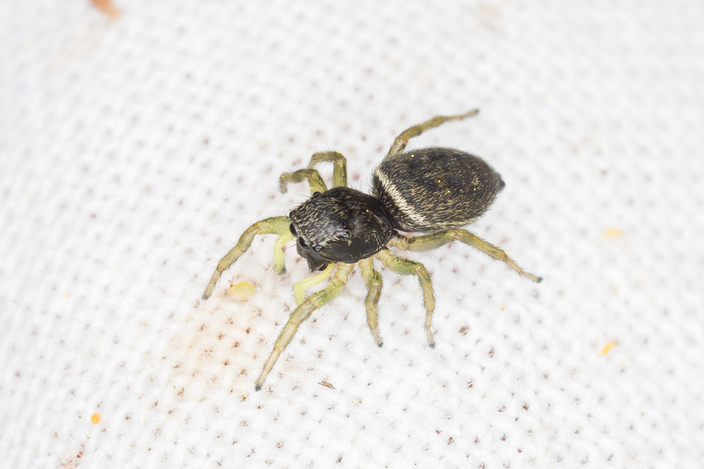 No.144 - What the heck? It's a green jumping spider! A Sun jumping spider to be exact. I've never seen one of these before it turned up in a sweep net at the Herts Invertebrate Project meeting last week. What a dude, with its lime green legs and go-faster stripe. As is generally the thing with spiders, this genus (Heliophanus) requires microscopic examination to ID to species, but this one is probably either H.cupreus or H.flavipes.