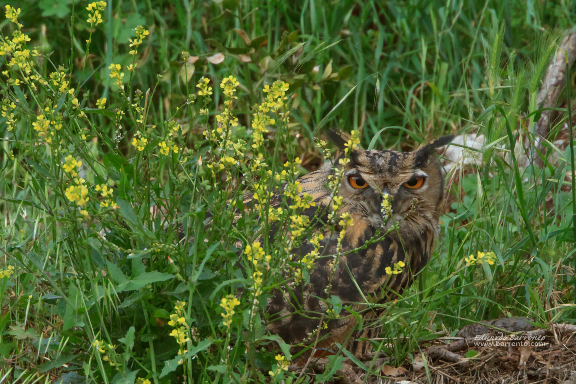 Bufo-real (Bubo bubo). The Eurasian eagle-owl