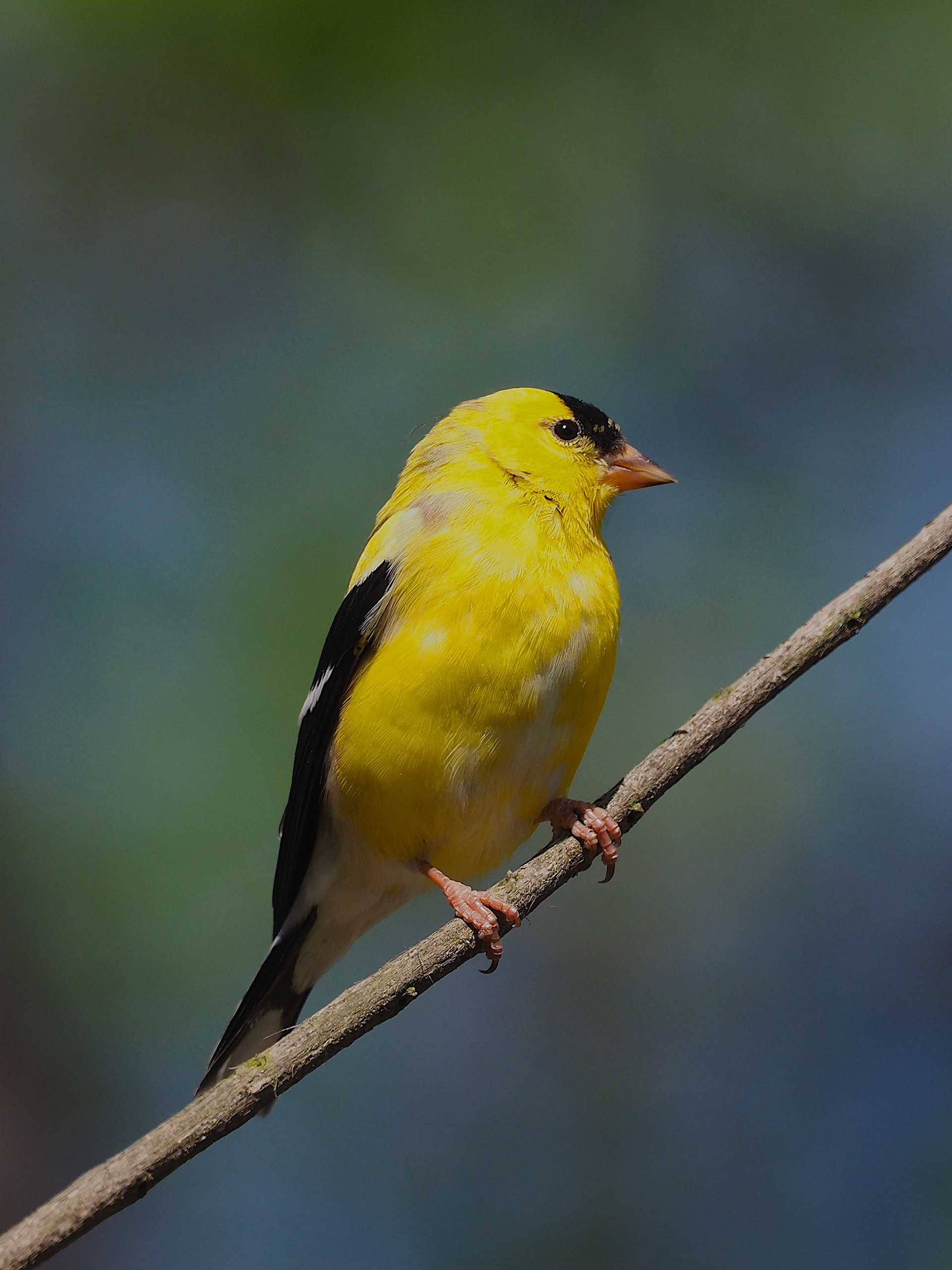 james batt - American Goldfinch