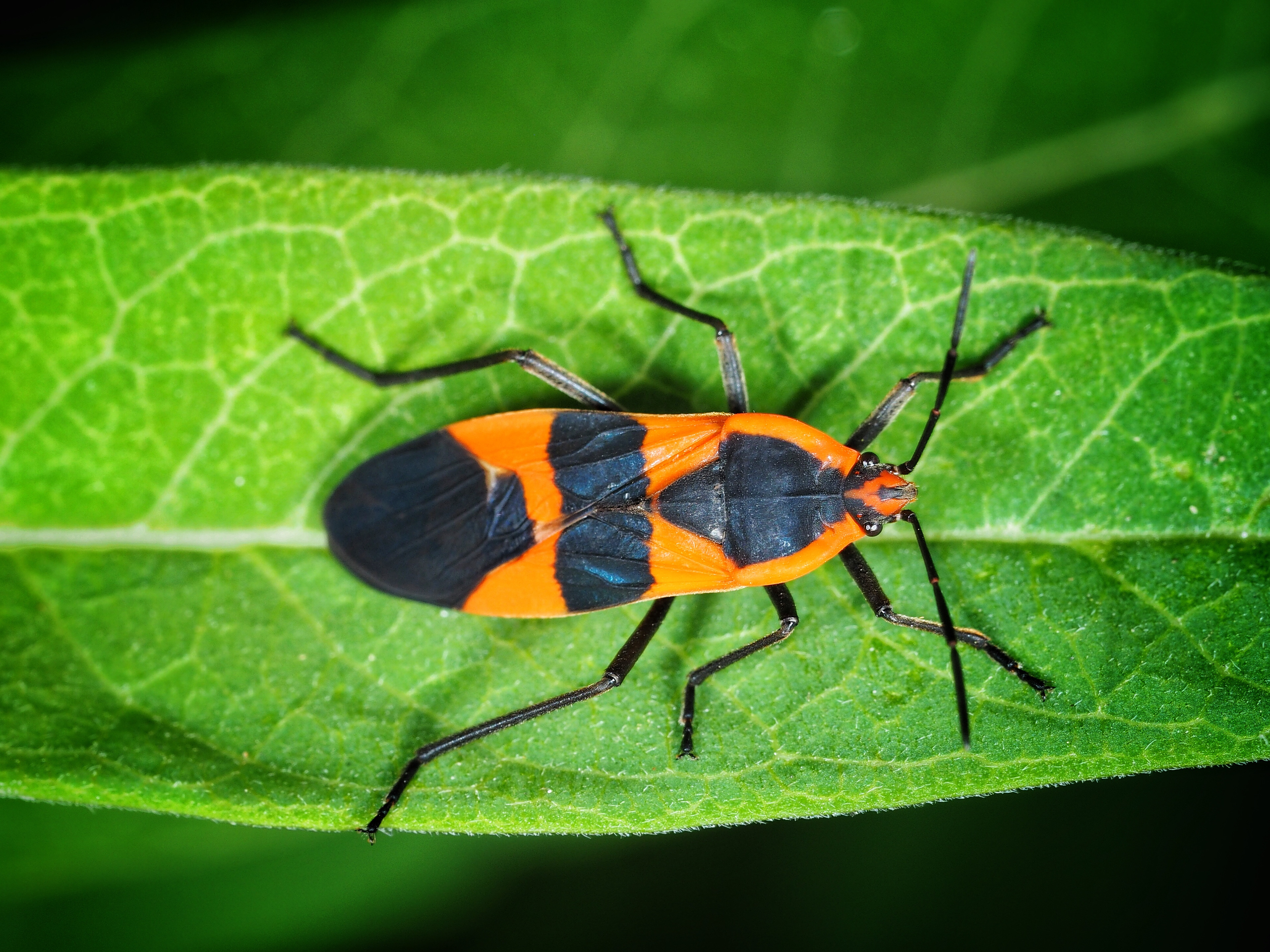 james-batt-texas-bugs