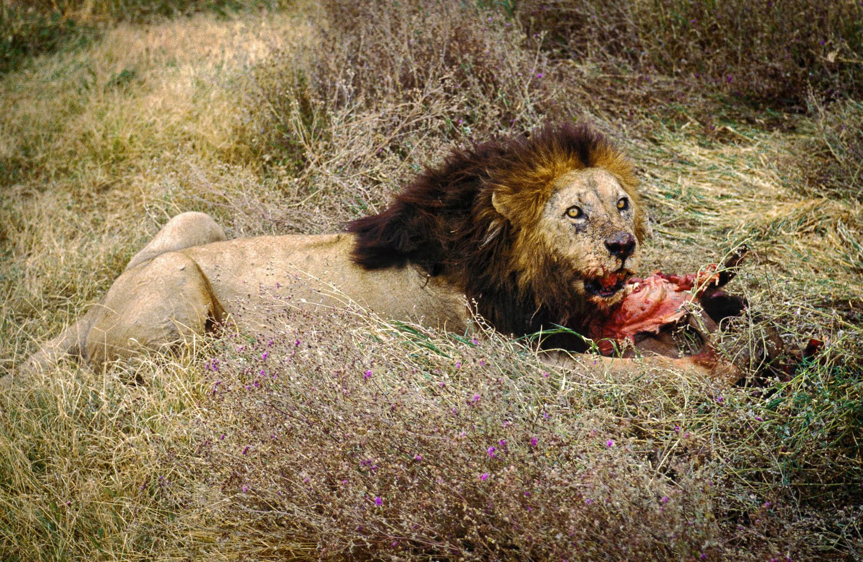 Black Mane Lion after a kill, Ngorongoro Crater, Tanzania 1985
