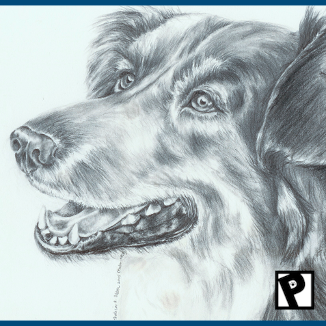 Pet Portraiture (Graphite Pencil)