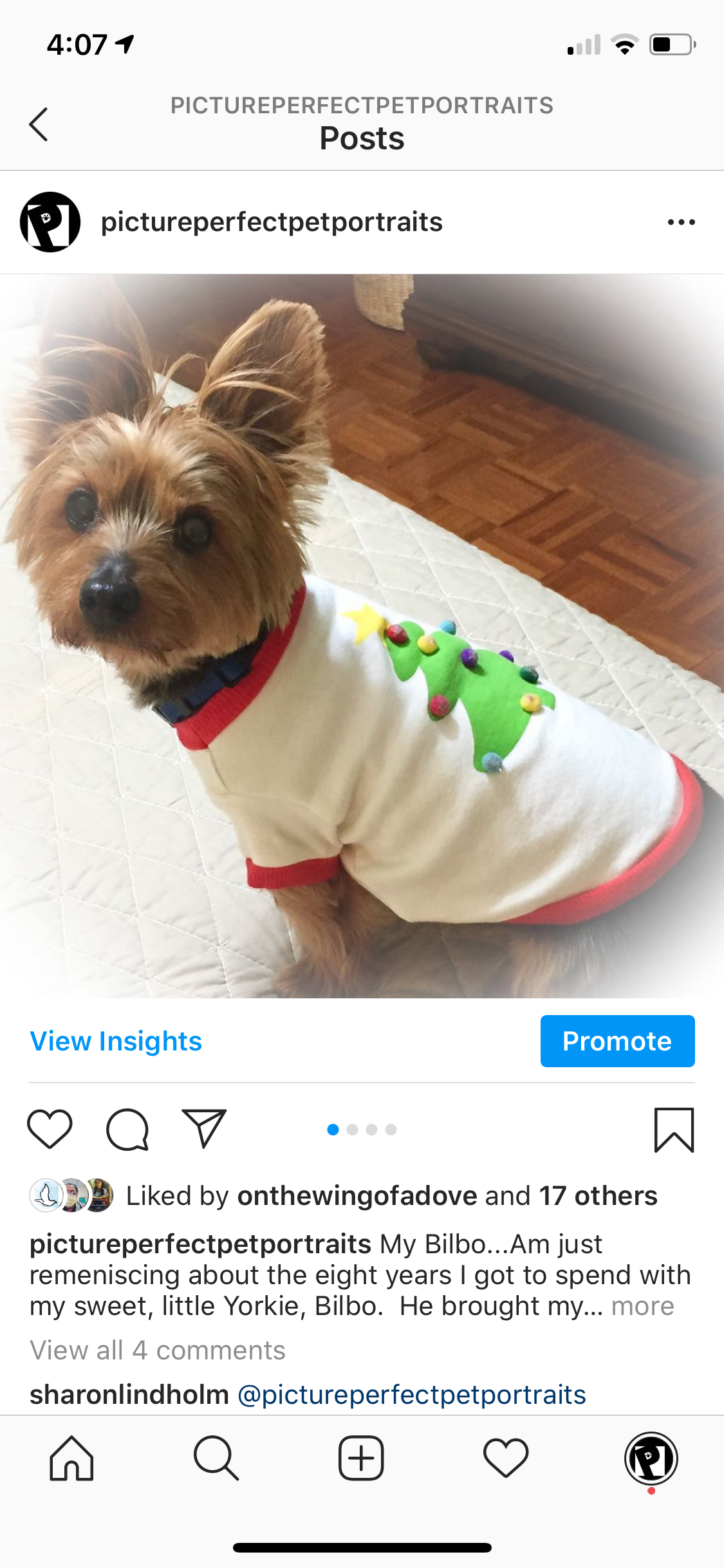 Picture Perfect Pet Portraits - Instagram