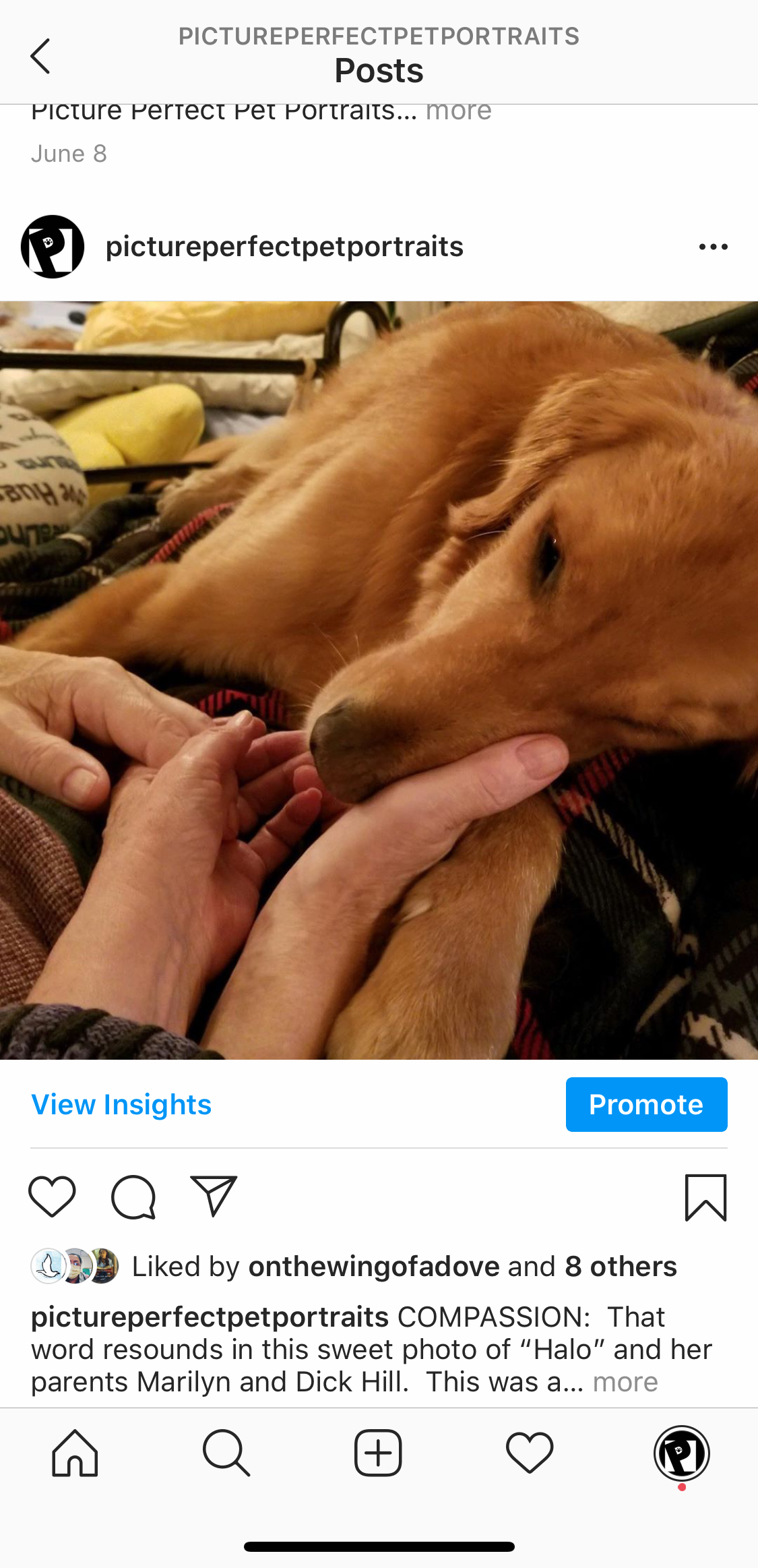 Picture Perfect Pet Portraits - Instagram