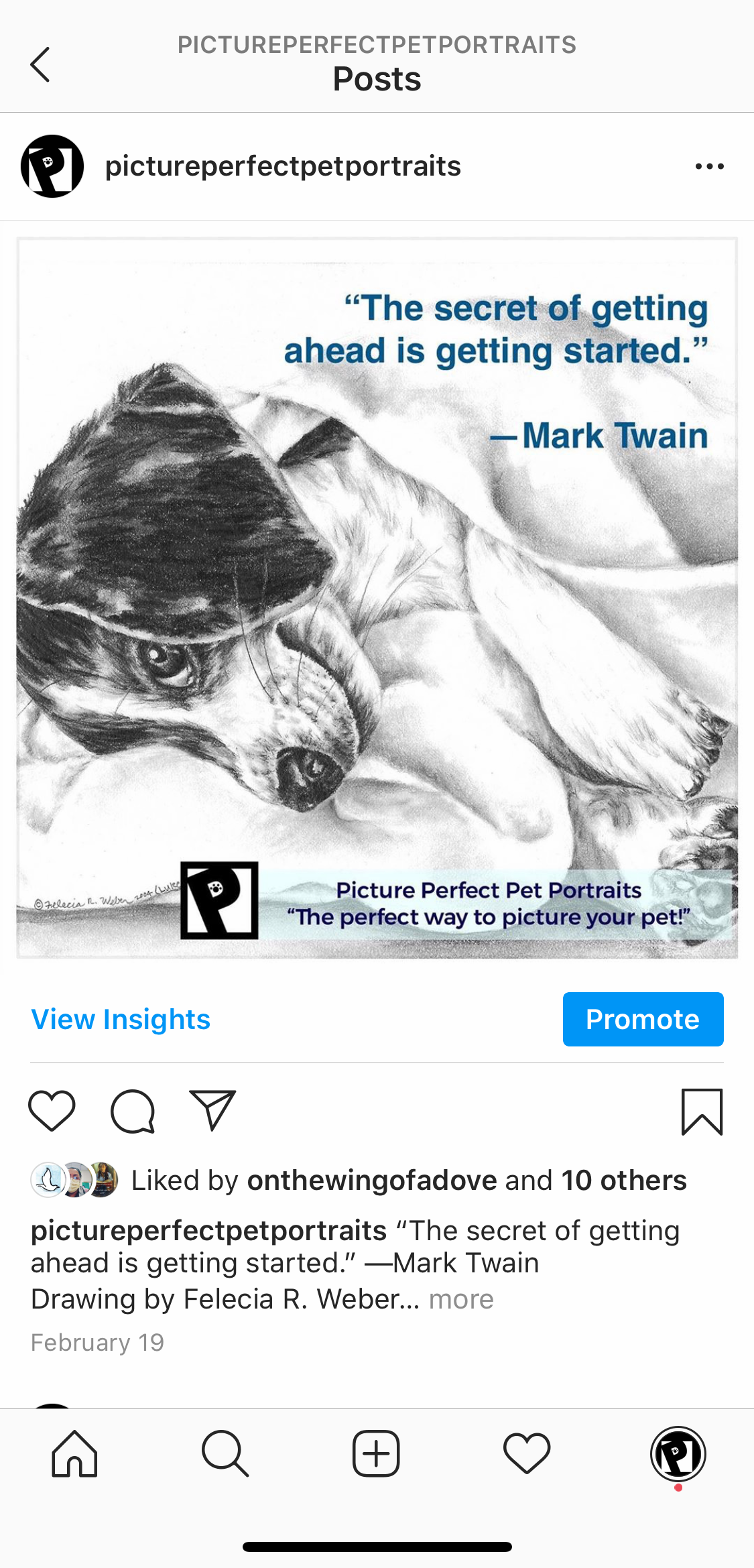 Picture Perfect Pet Portraits - Instagram