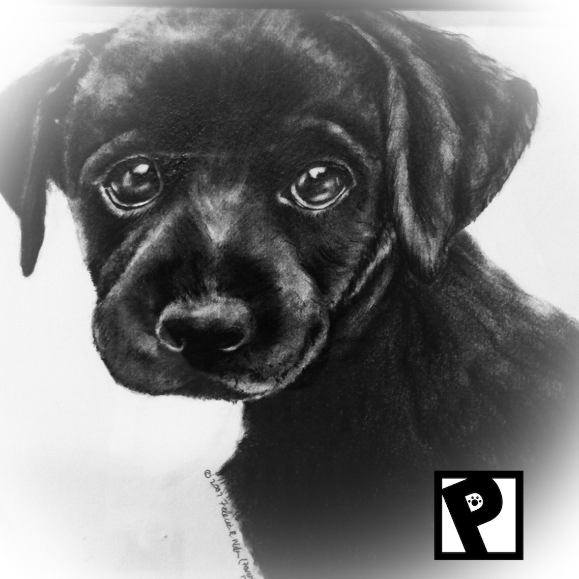 Pet Portraiture (Graphite Pencil)