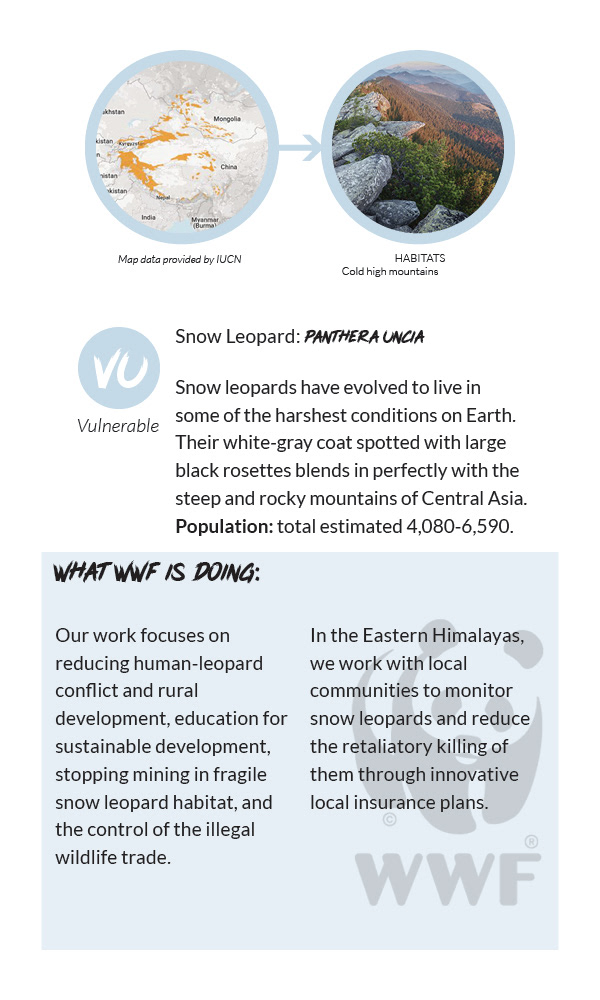 Snow Leopard Info Card - Back
