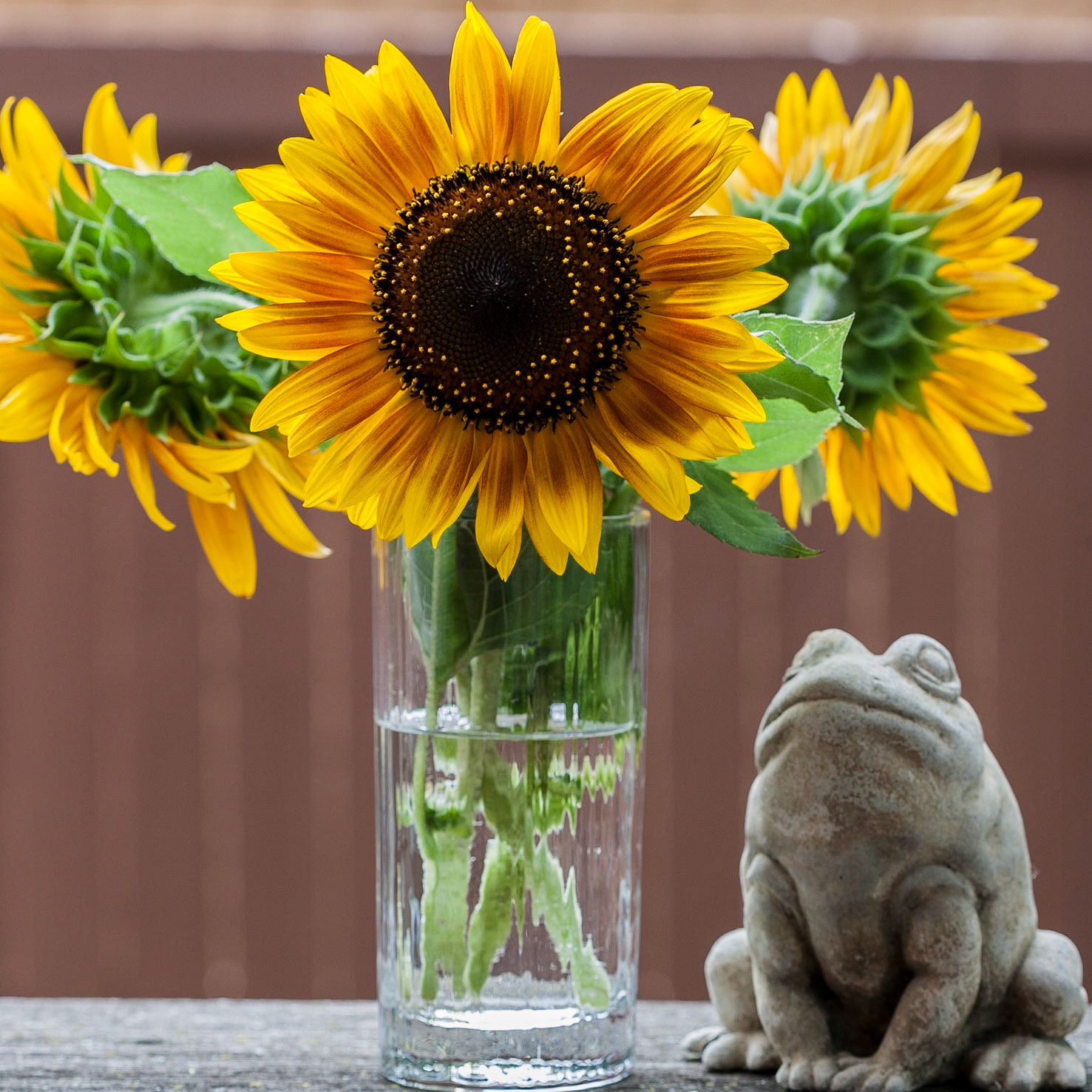 Sunflower