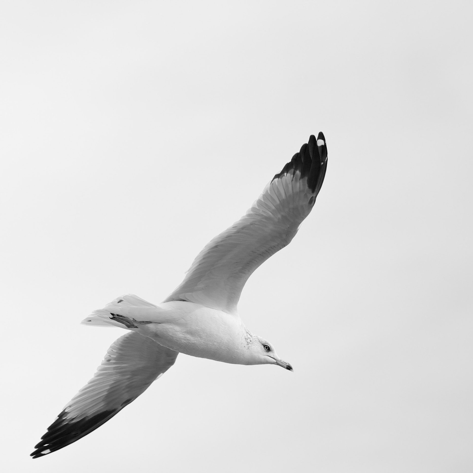 Soaring Gull