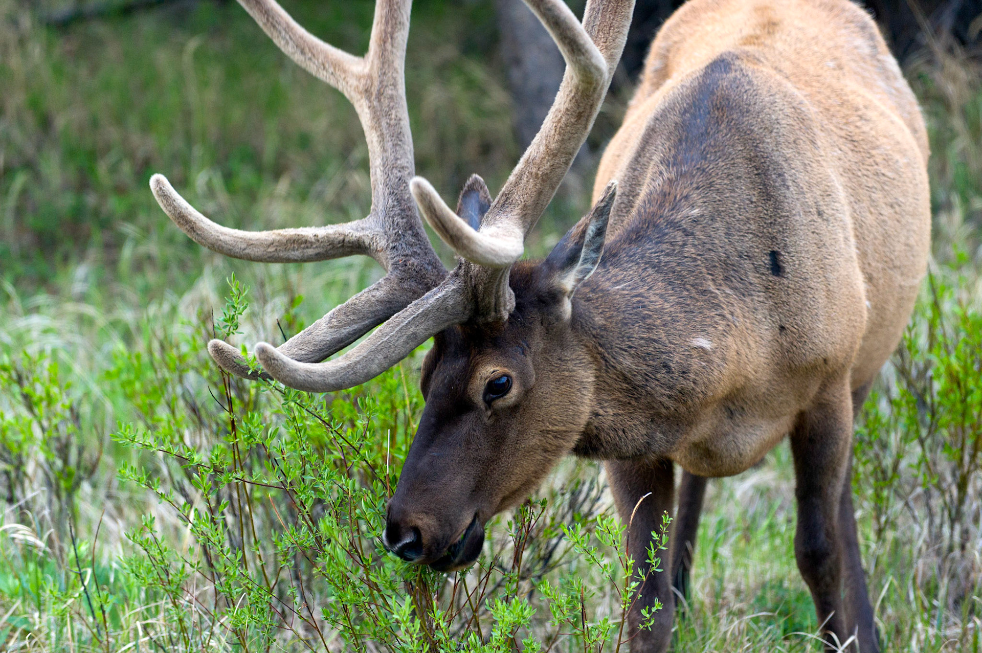 Blacktail Pond Elk - Yellowstone National Park, Wyoming