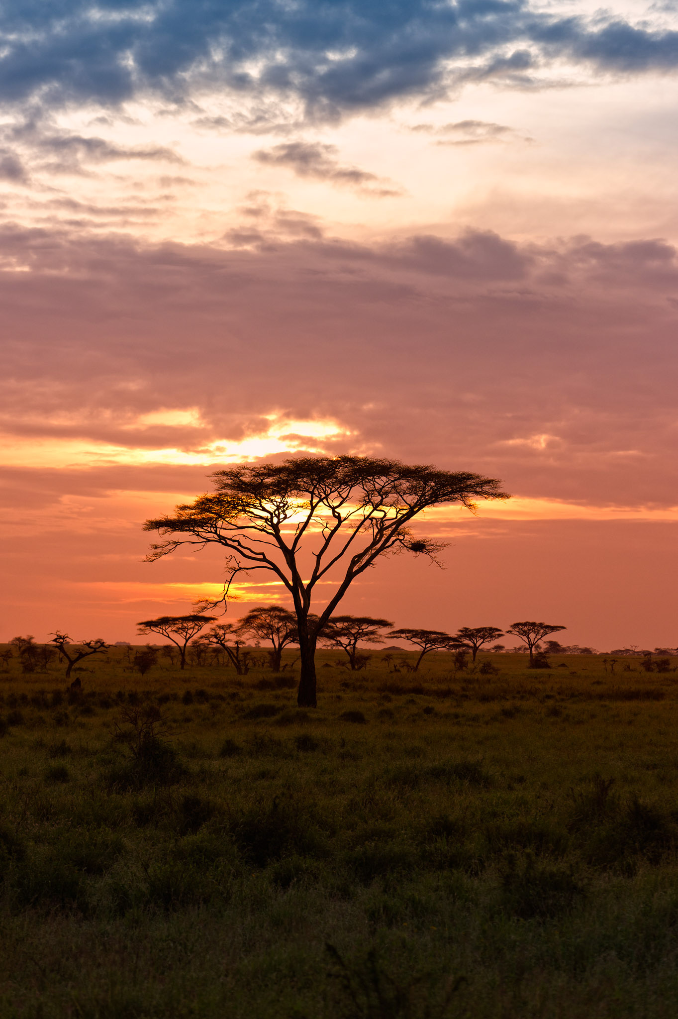 Acacia Tree - Serengeti National Park, Tanzania