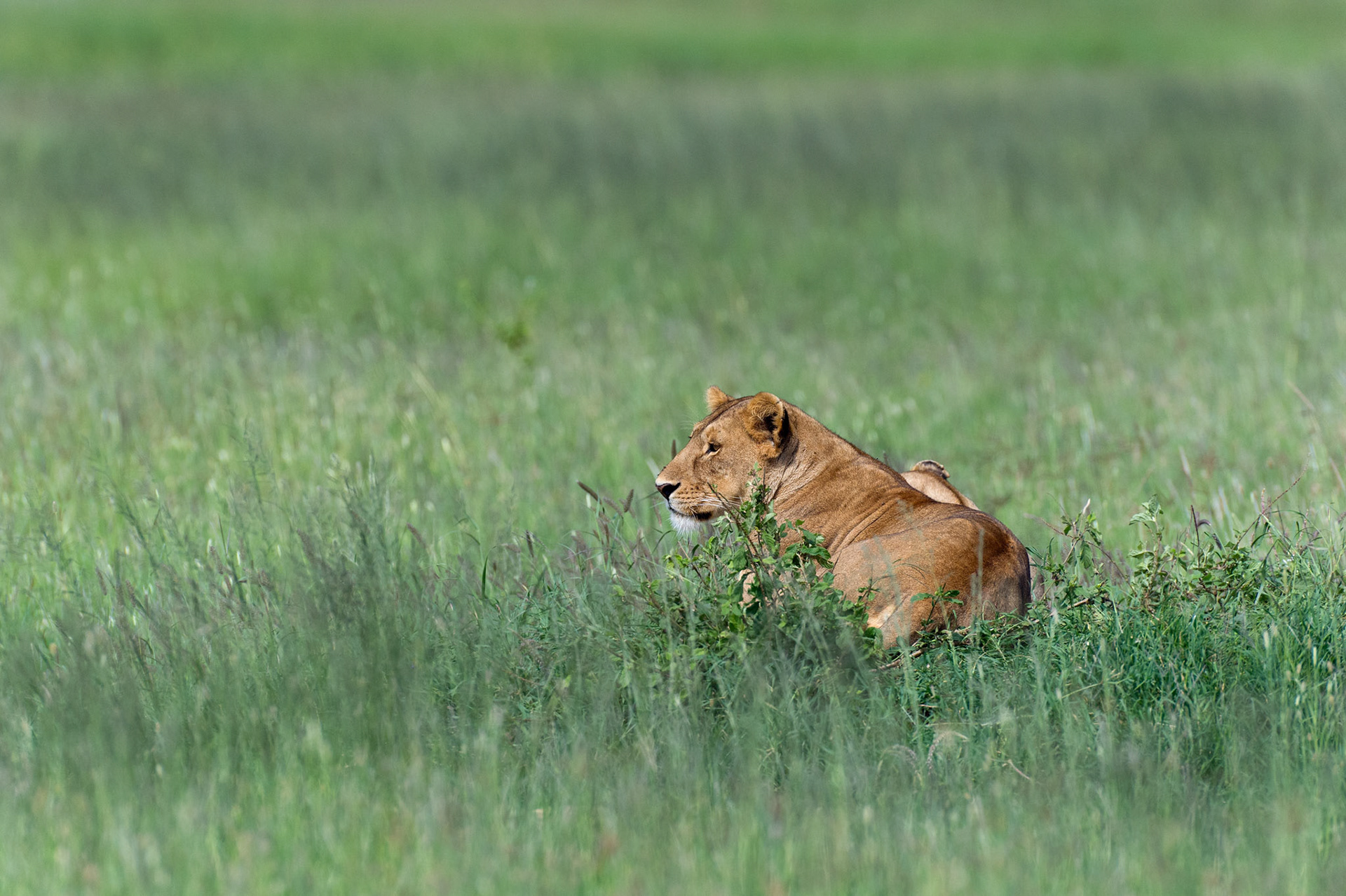 Lion on the Plains - Serengeti National Park, Tanzania