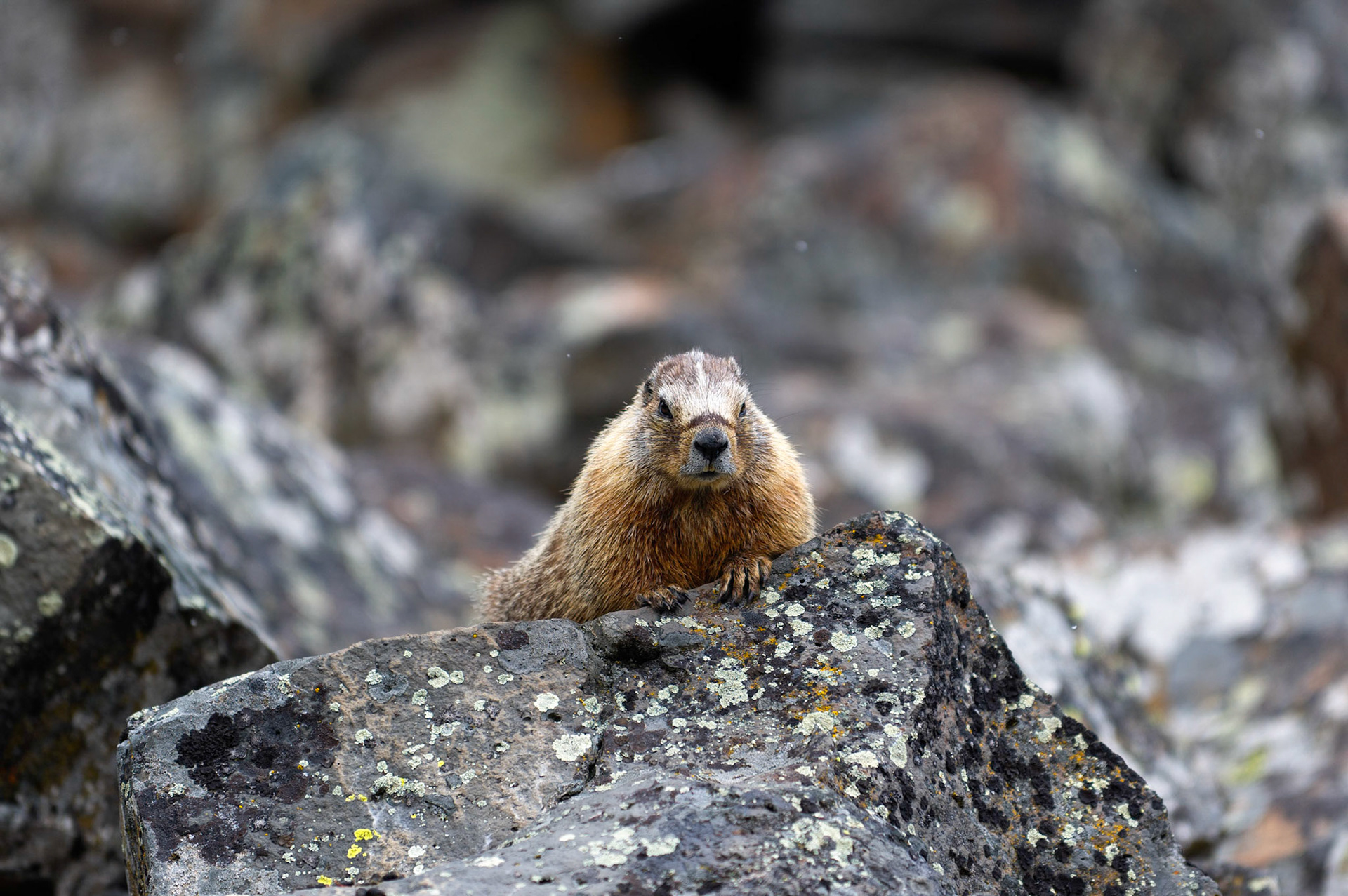 Yellow-Bellied Mormot - Yellowstone National Park, Wyoming