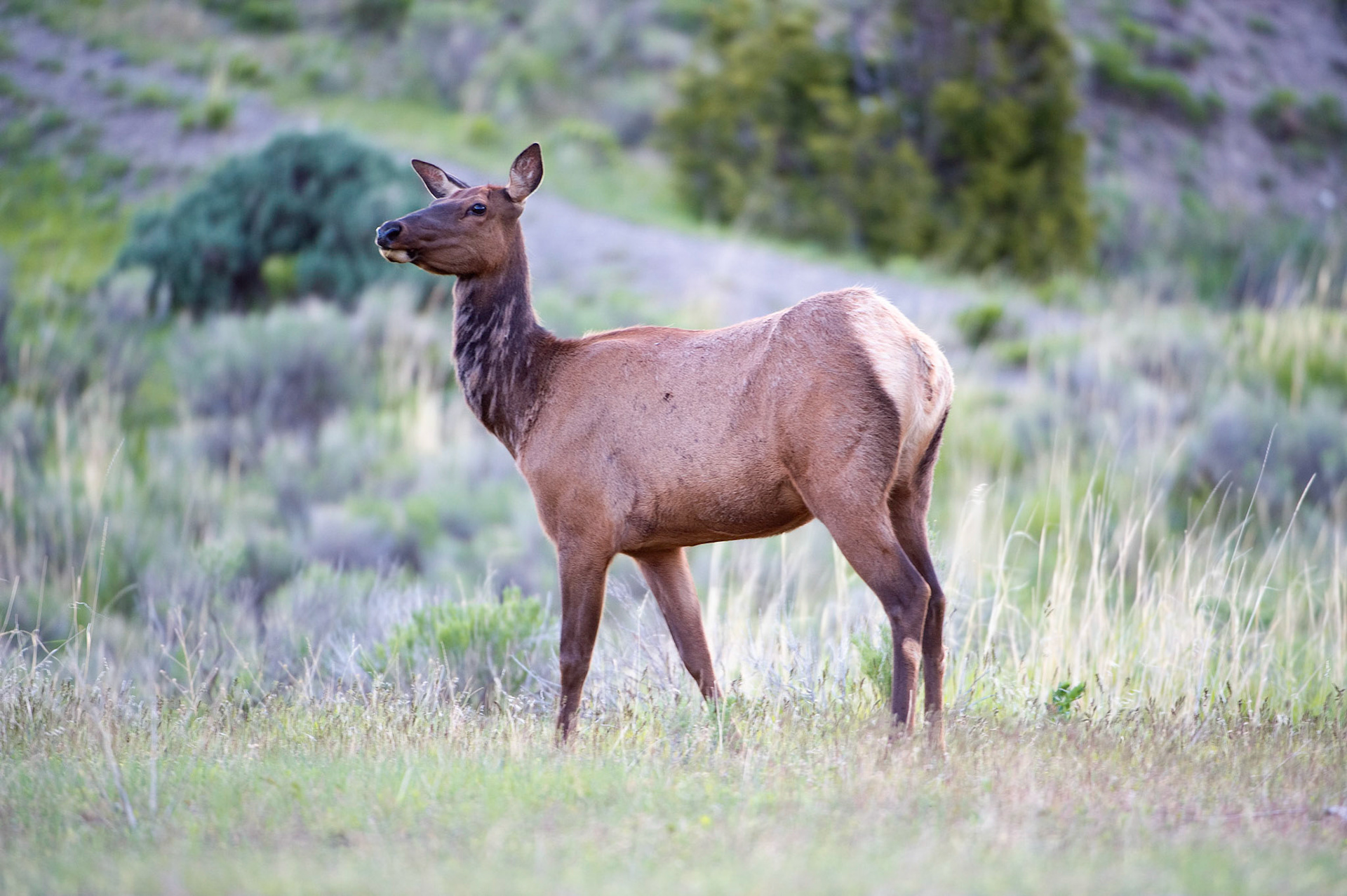Mammoth Hot Springs Elk - Yellowstone National Park, Wyoming