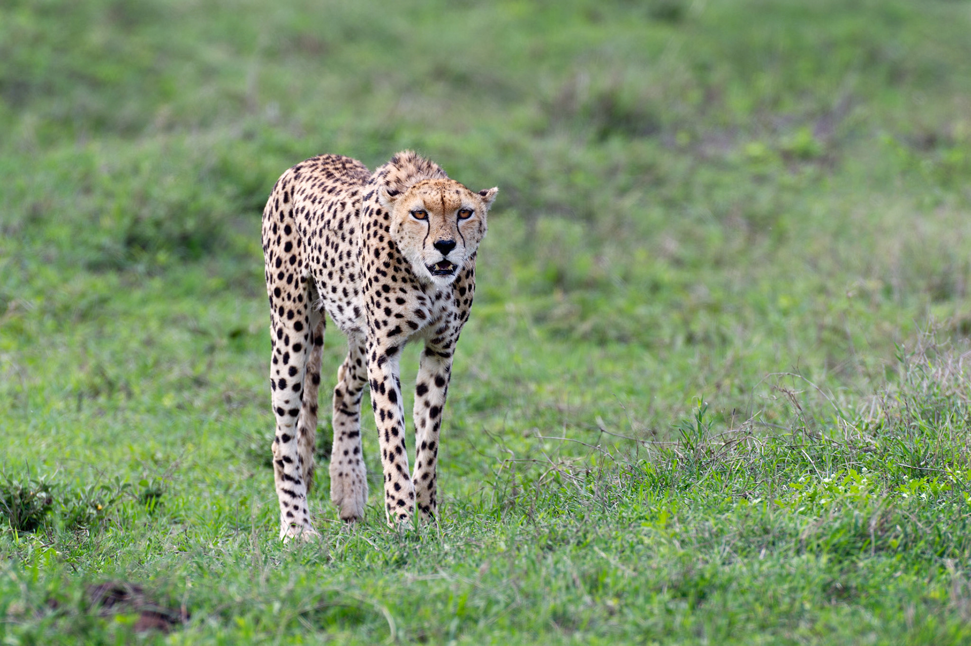 Andrew Rosser - Africa - Wildlife Andrew Rosser - Africa - Wildlife