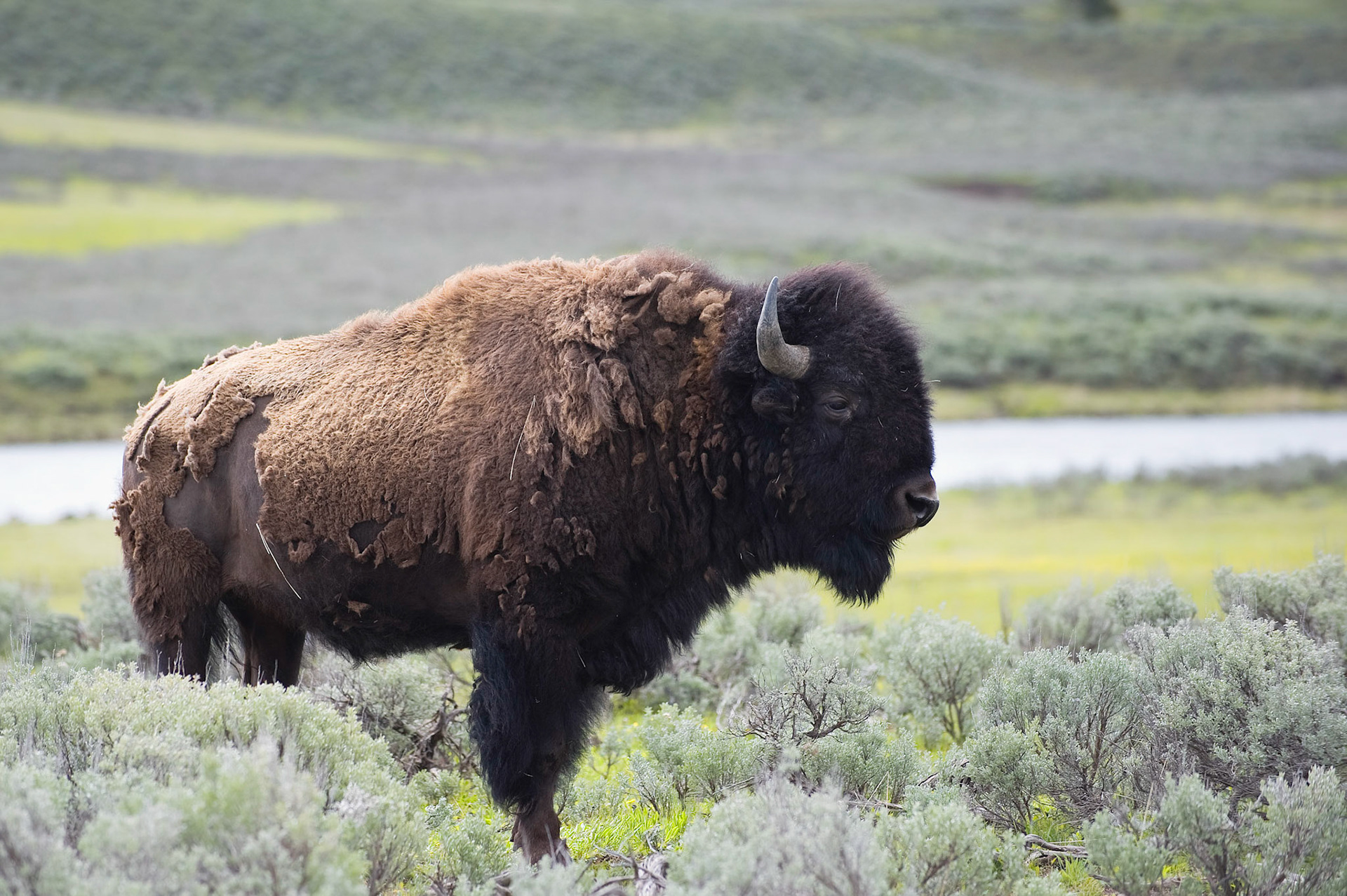 Hayden Valley Bison - Yellowstone National Park, Wyoming