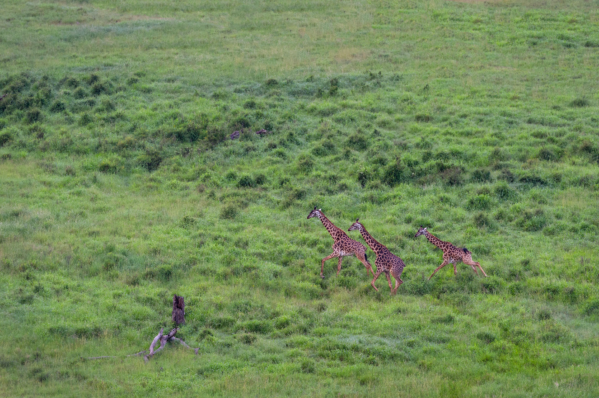 Running Giraffes - Serengeti National Park, Tanzania
