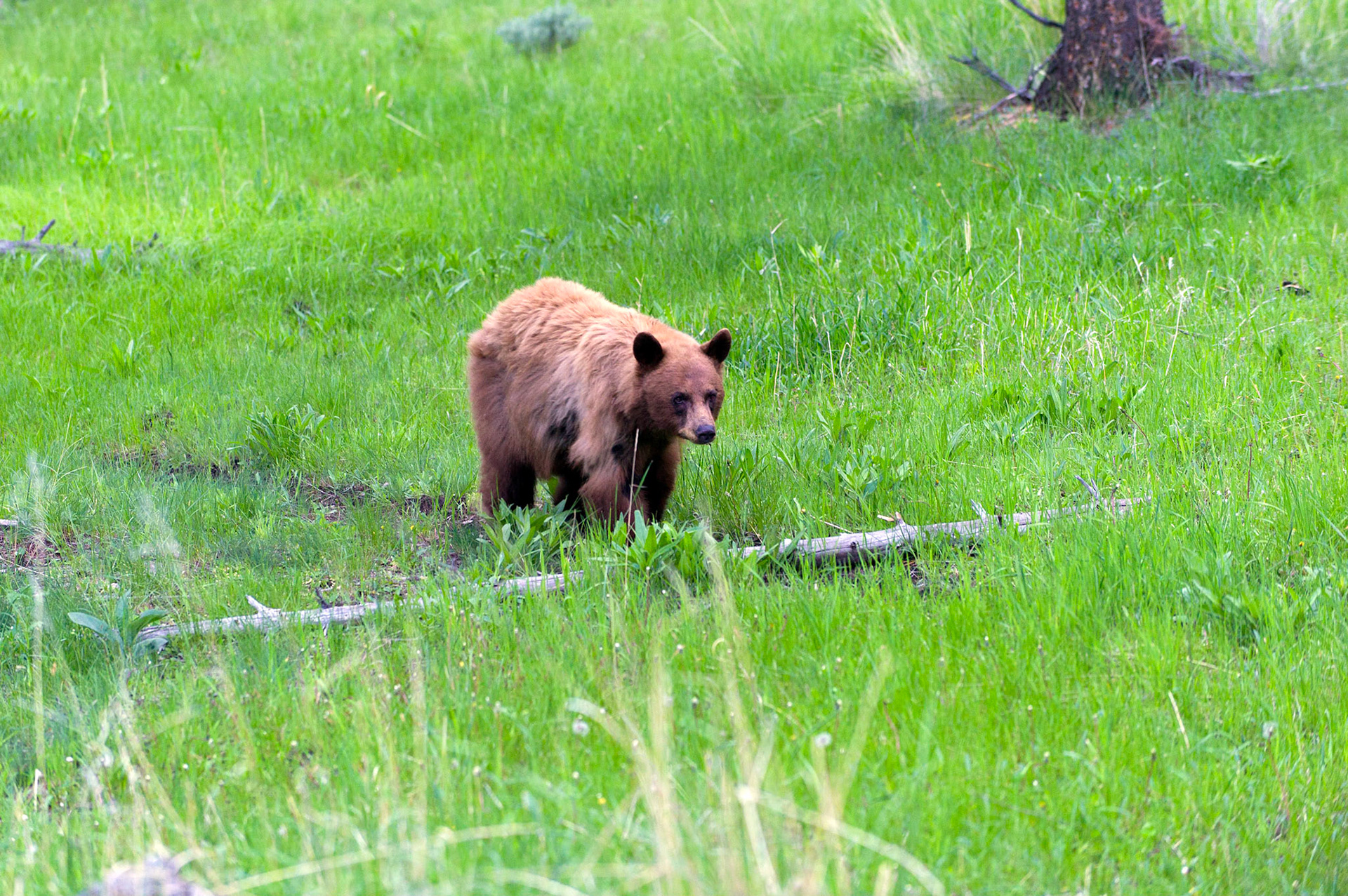 Undine Falls Bear -Yellowstone National Park, Wyoming