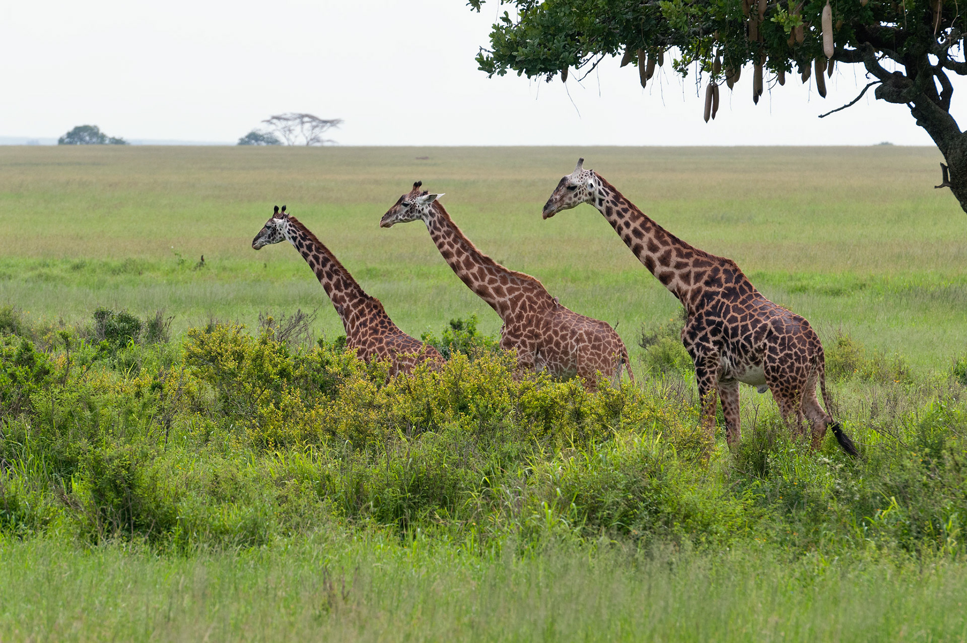 Giraffe Trio - Serengeti National Park, Tanzania