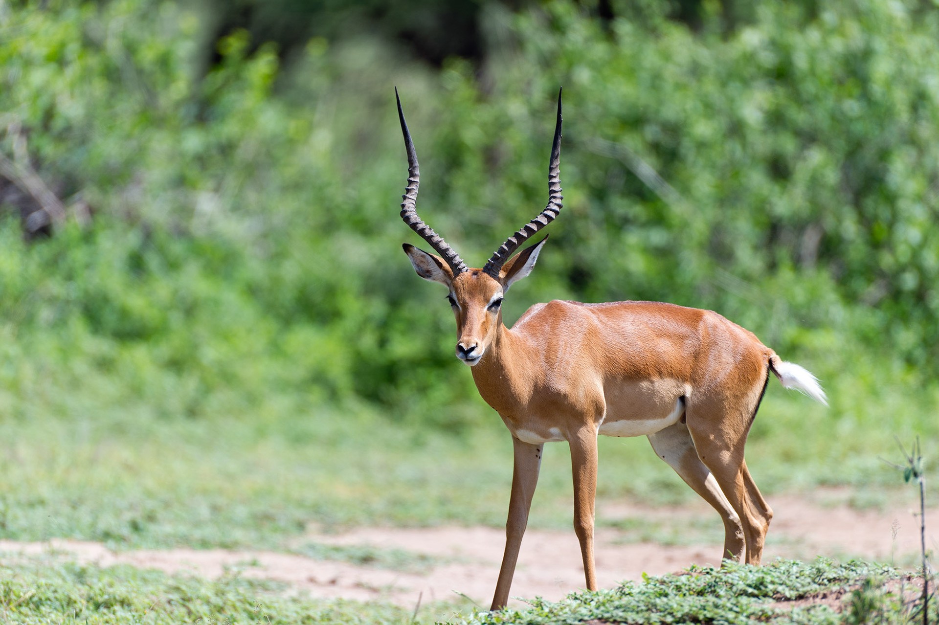 Impala 2 - Lake Manyara National Park, Tanzania