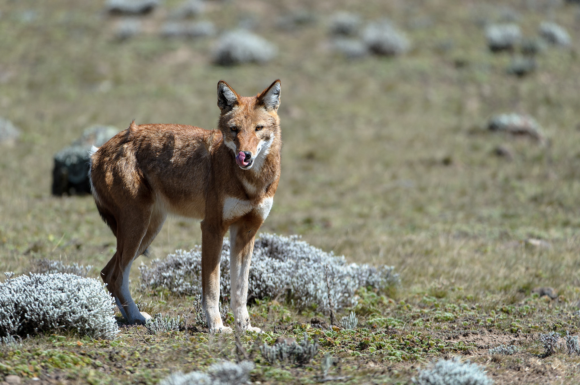 Ehiopian Wolf - Sanetti Plateau, Bale Mountain National Park, Ethiopia
