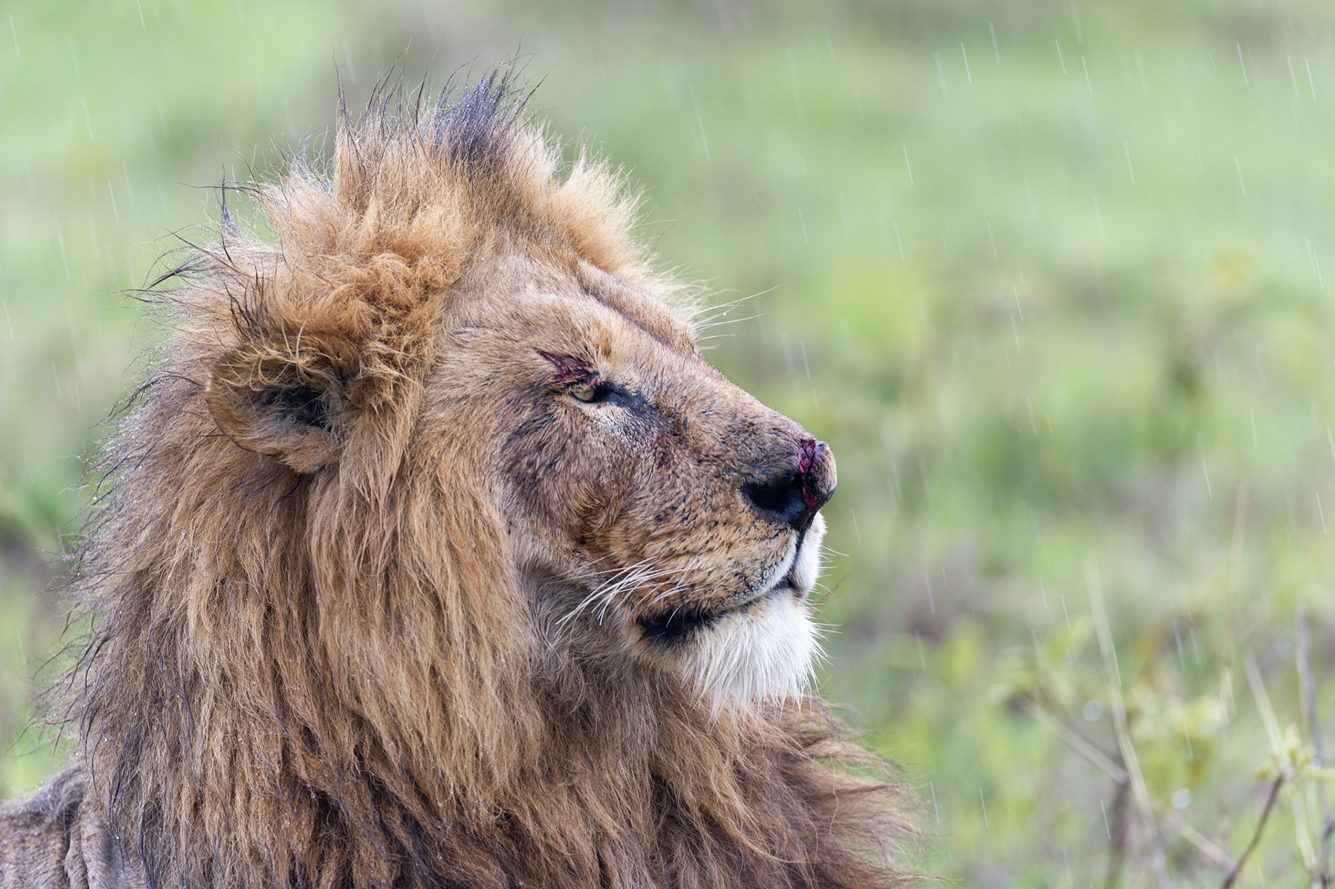 Rough Day - Ngorongoro Crater National Park, Tanzania